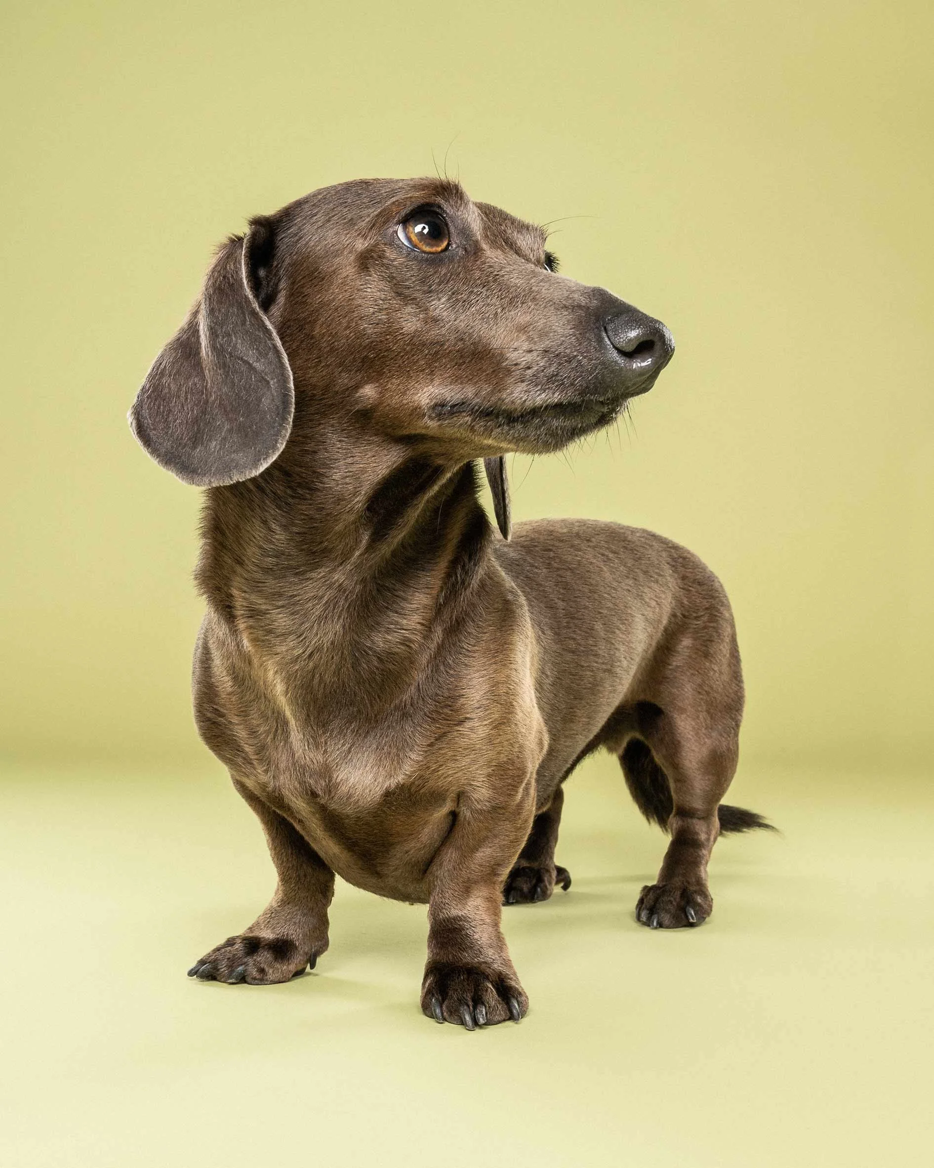 A brown dachshund dog with floppy ears and expressive eyes, standing on a light green background, looking to the right.