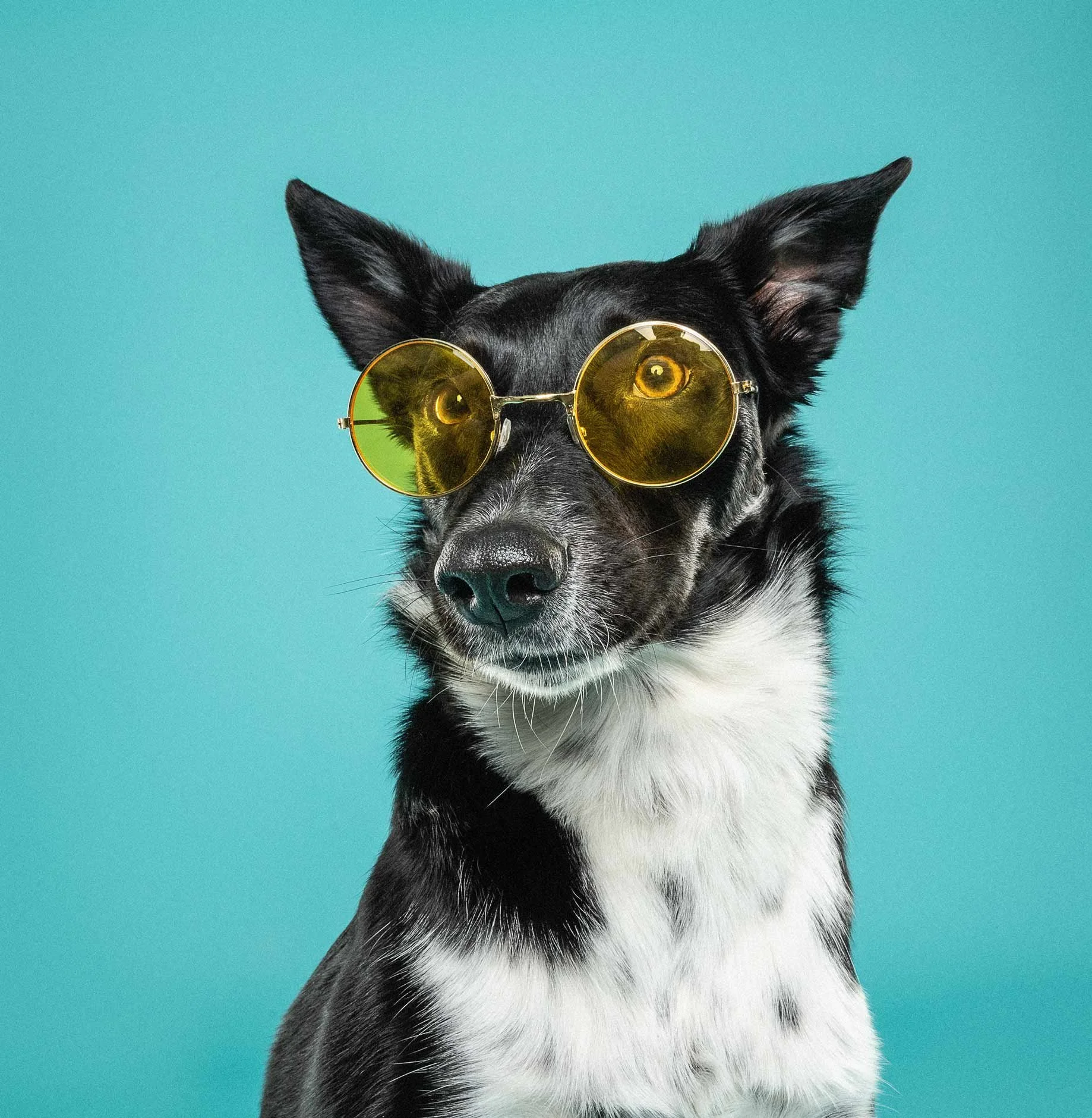 A black and white Australian Shepherd dog wearing round yellow sunglasses against a teal background.