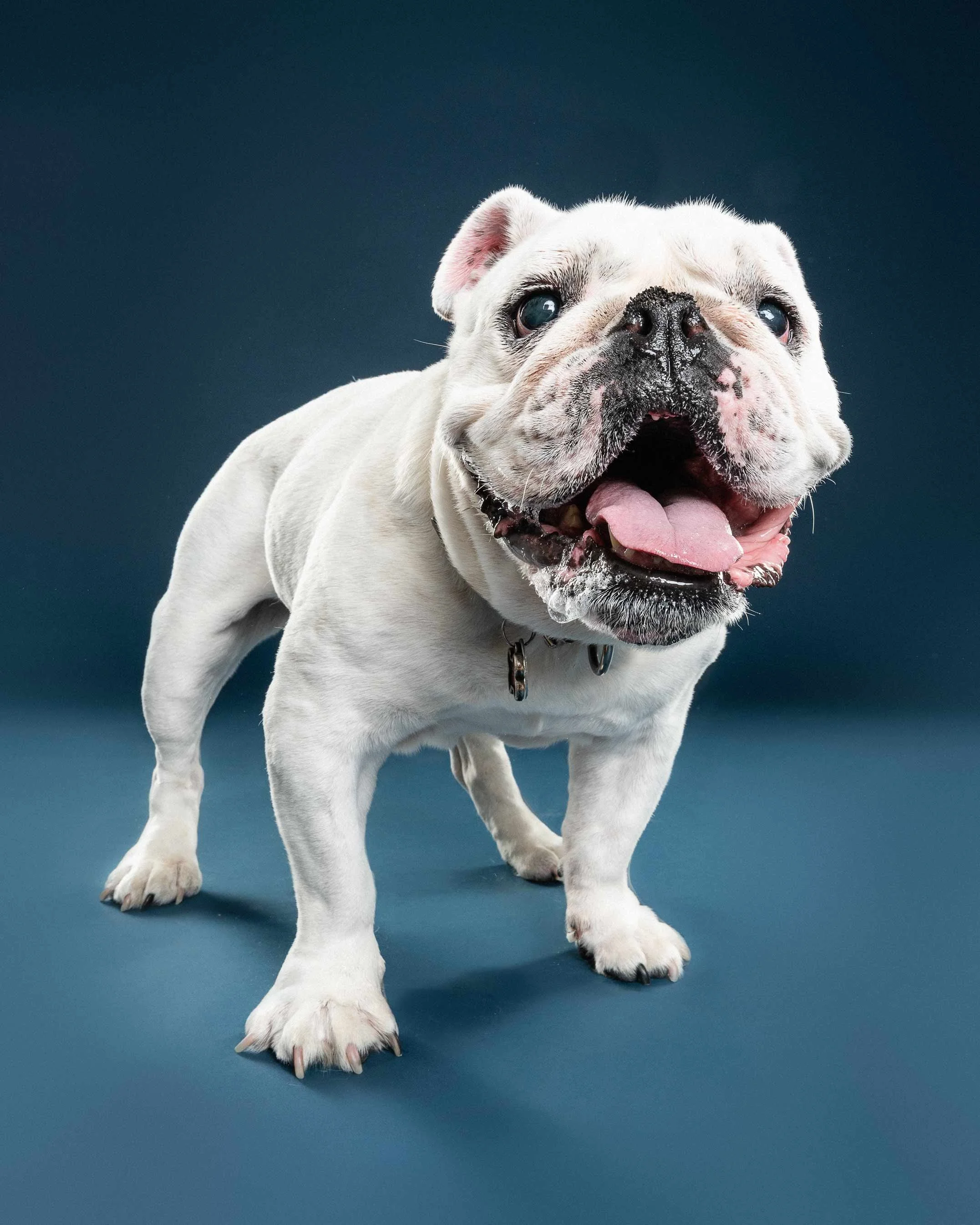 A white bulldog with a black nose and blue eyes, standing on a dark blue surface with a matching dark blue background, panting with its tongue out.