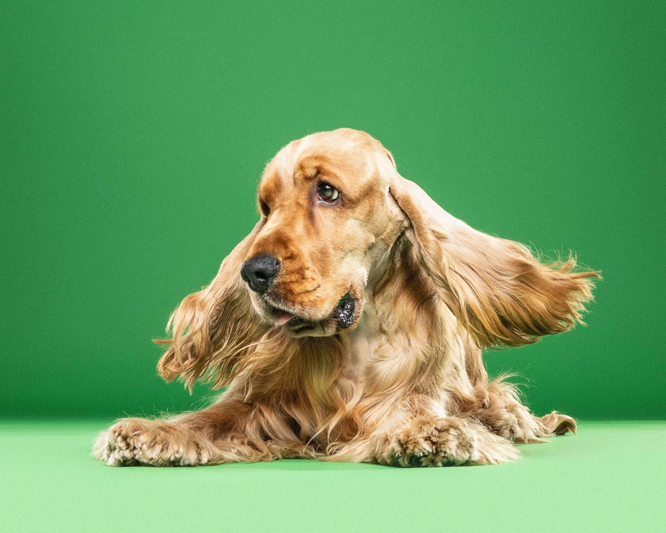 A golden retriever dog lying on a green background, looking to the side.
