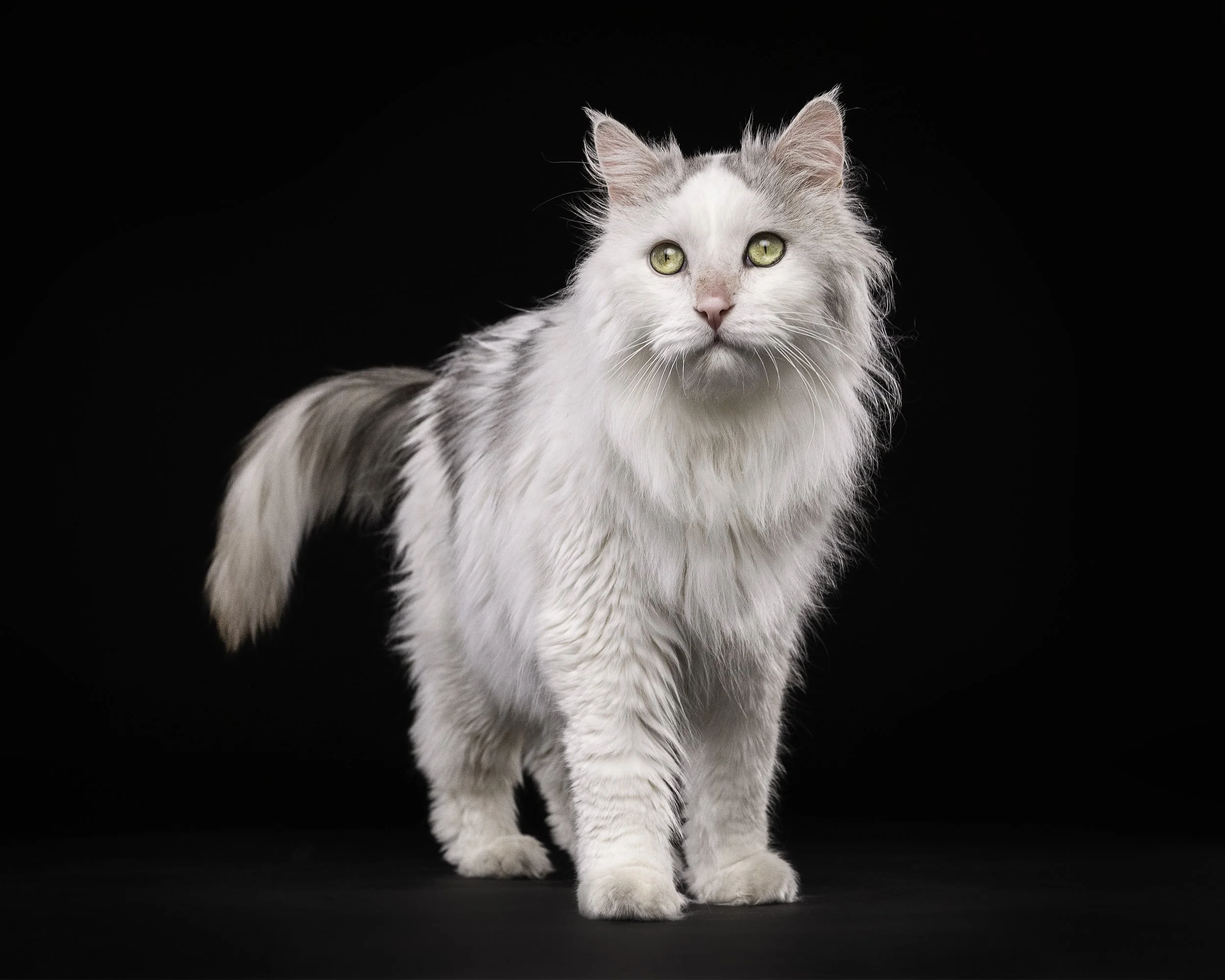 White and gray long-haired cat standing on a black surface against a black background, looking directly at the camera.