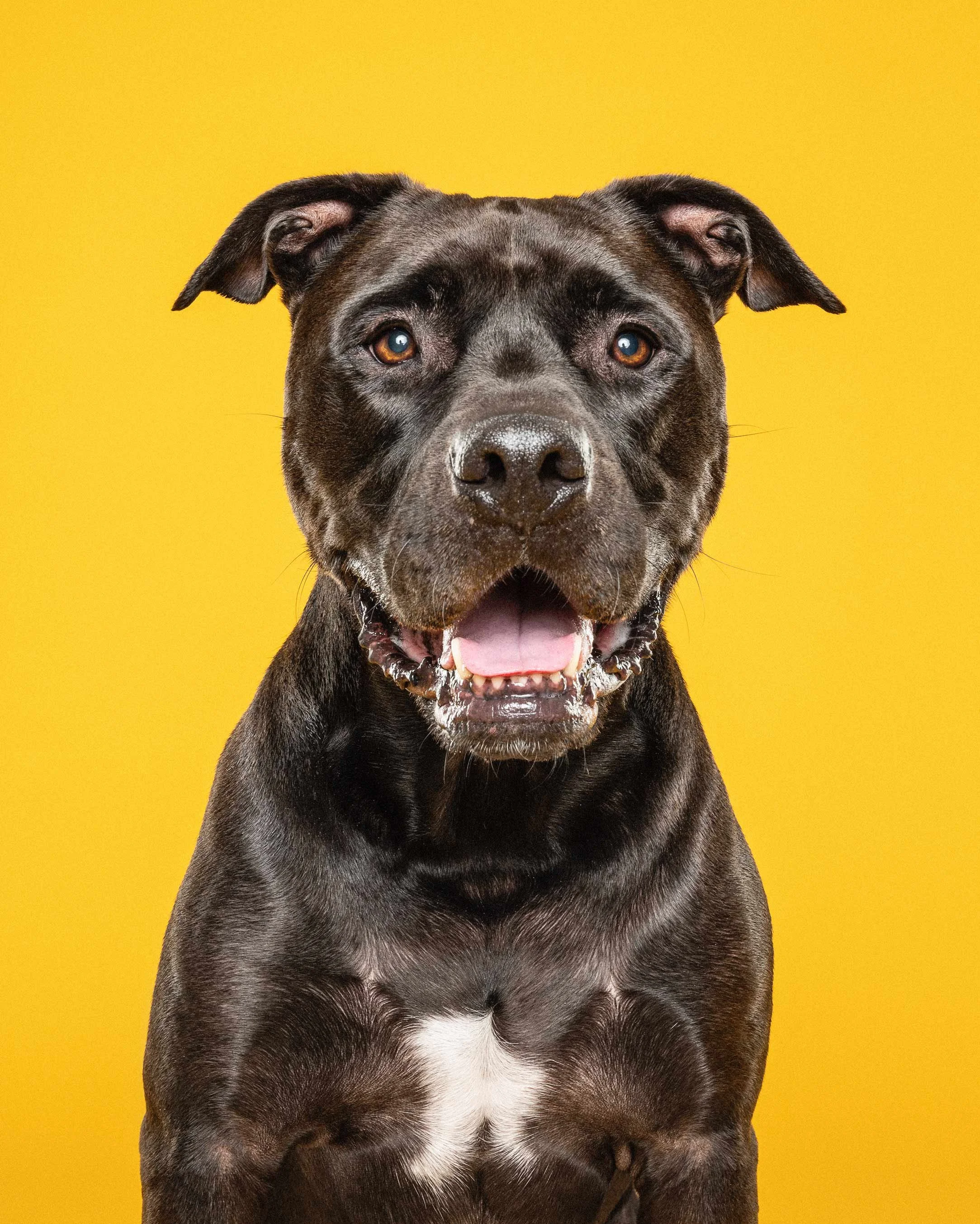 Close-up of a black and brown dog with a white patch on its chest, sitting against a yellow background.