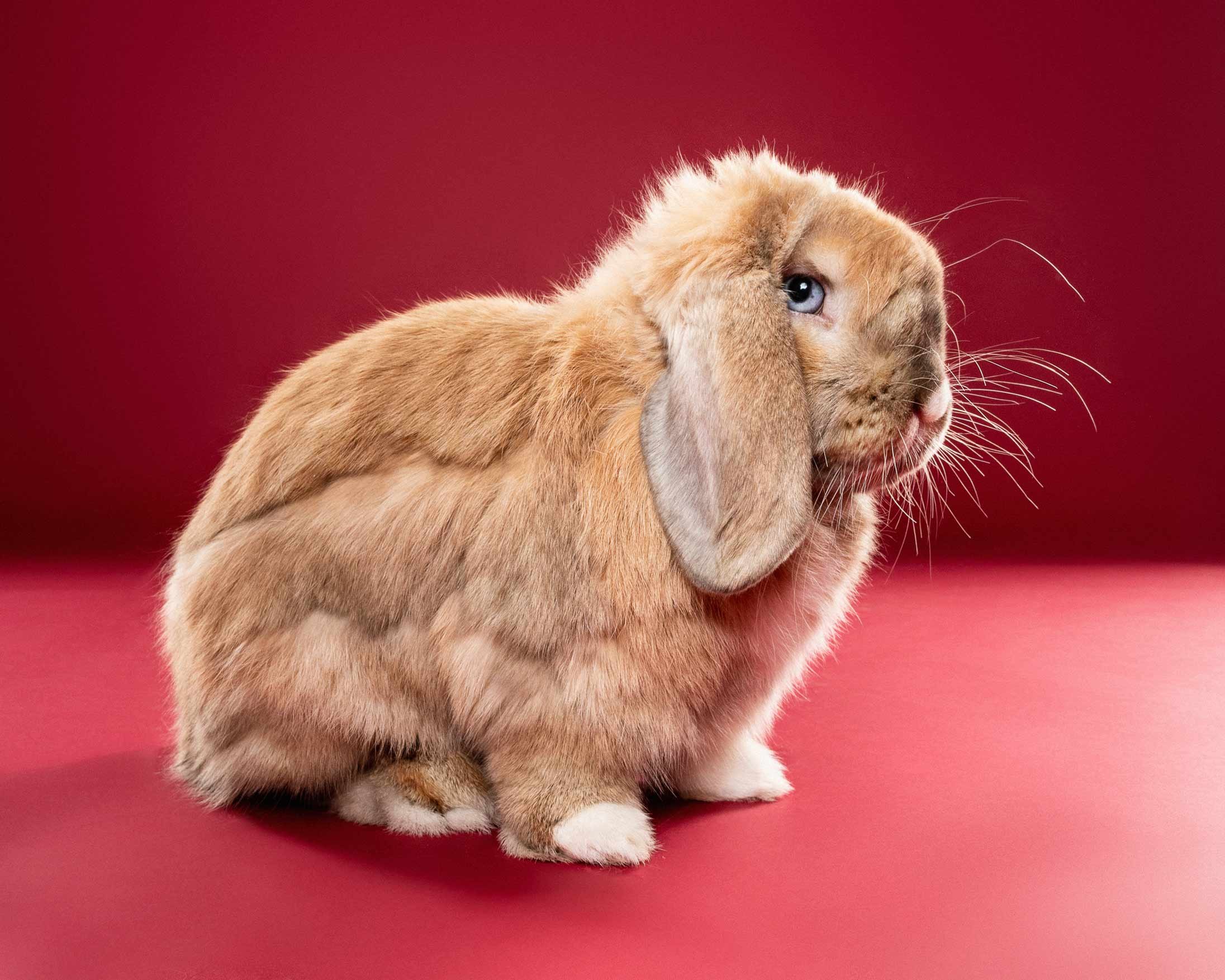 An adorable light brown rabbit with blue eyes and long ears, sitting against a red background.