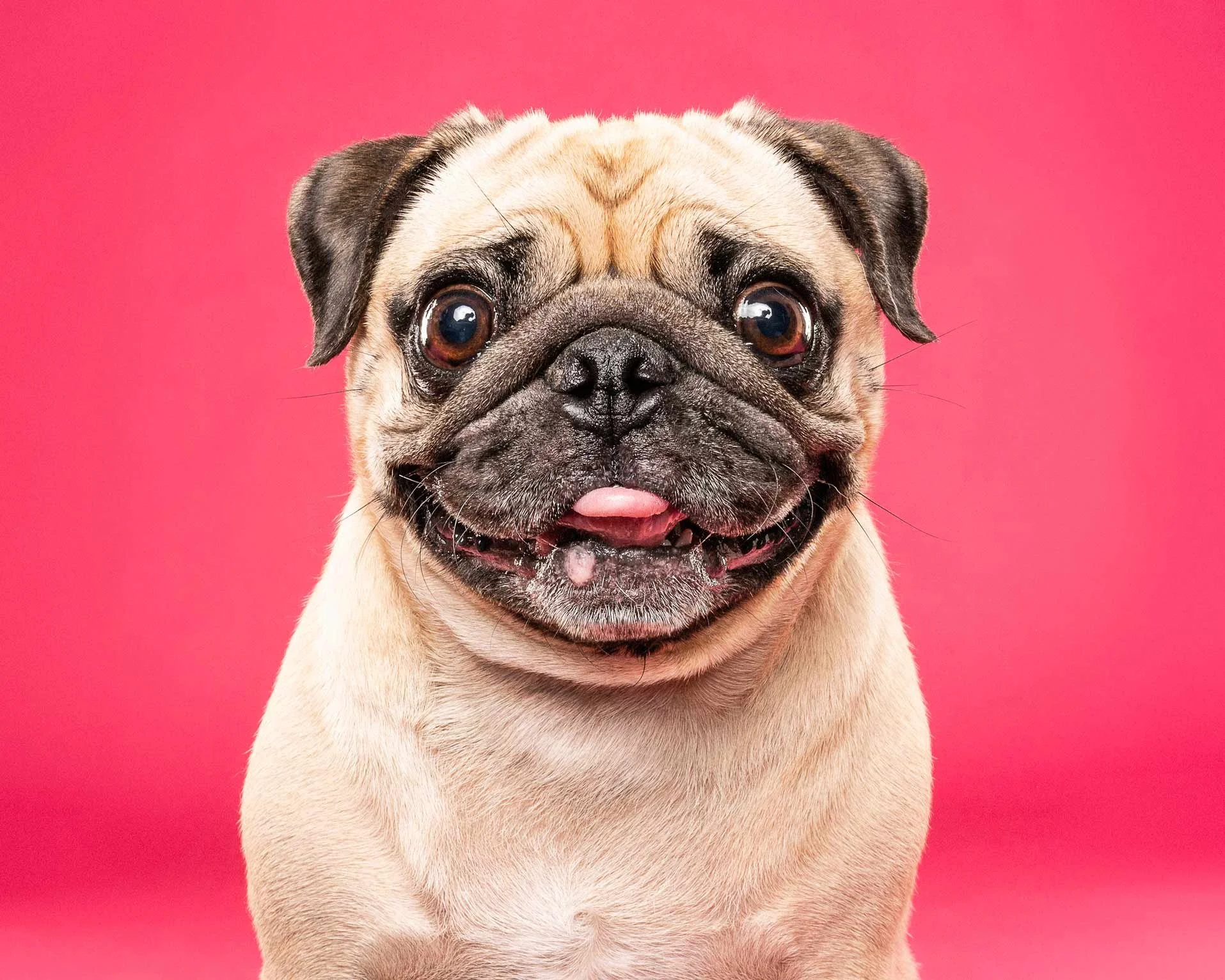 Close-up of a fawn-colored pug dog with a wrinkled face, dark eyes, and a pink tongue sticking out, against a pink background.