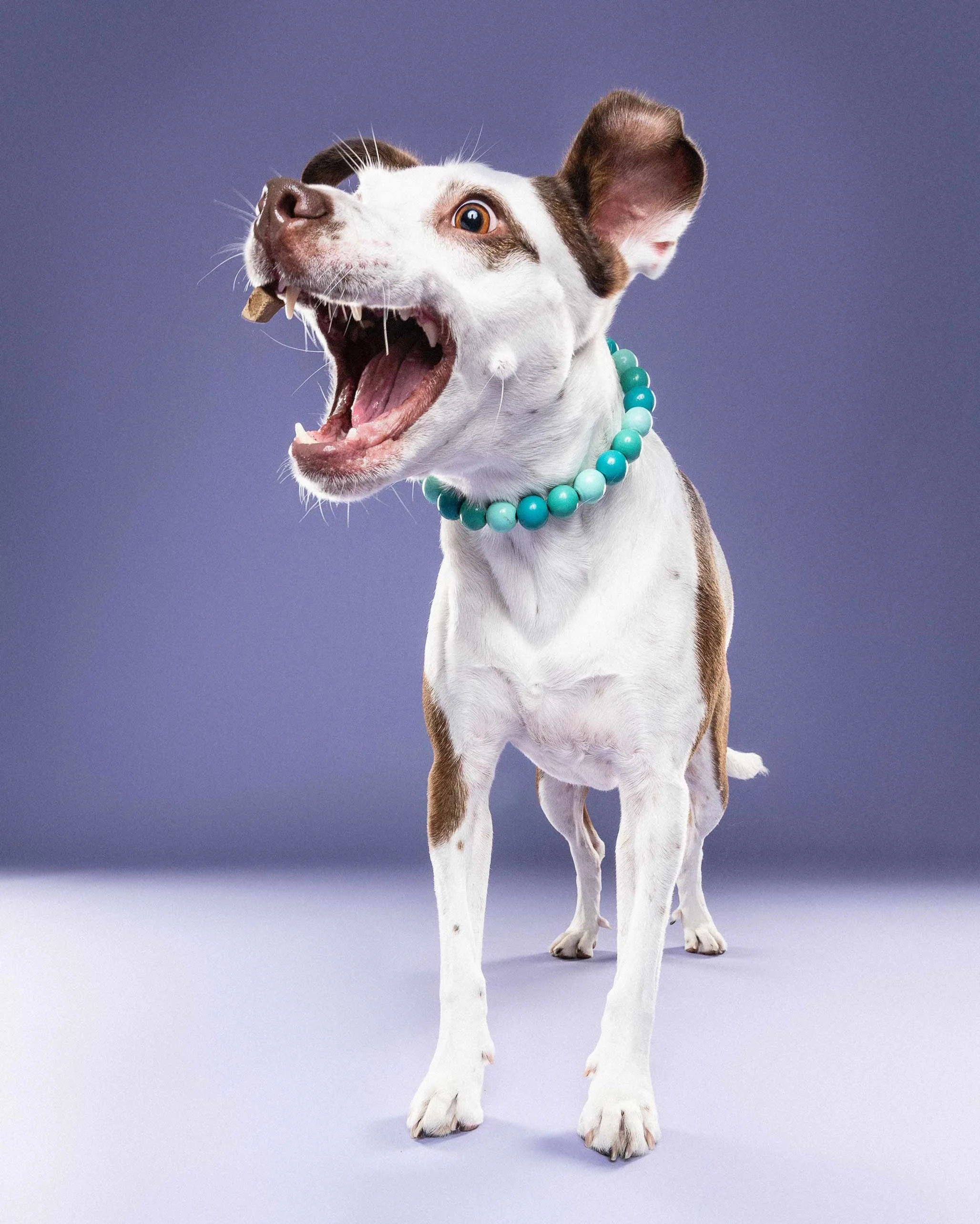 A dog with a white and brown coat, wearing a green beaded necklace, has its mouth open showing its teeth, and appears to be in mid-yawn or bark, against a purple background.