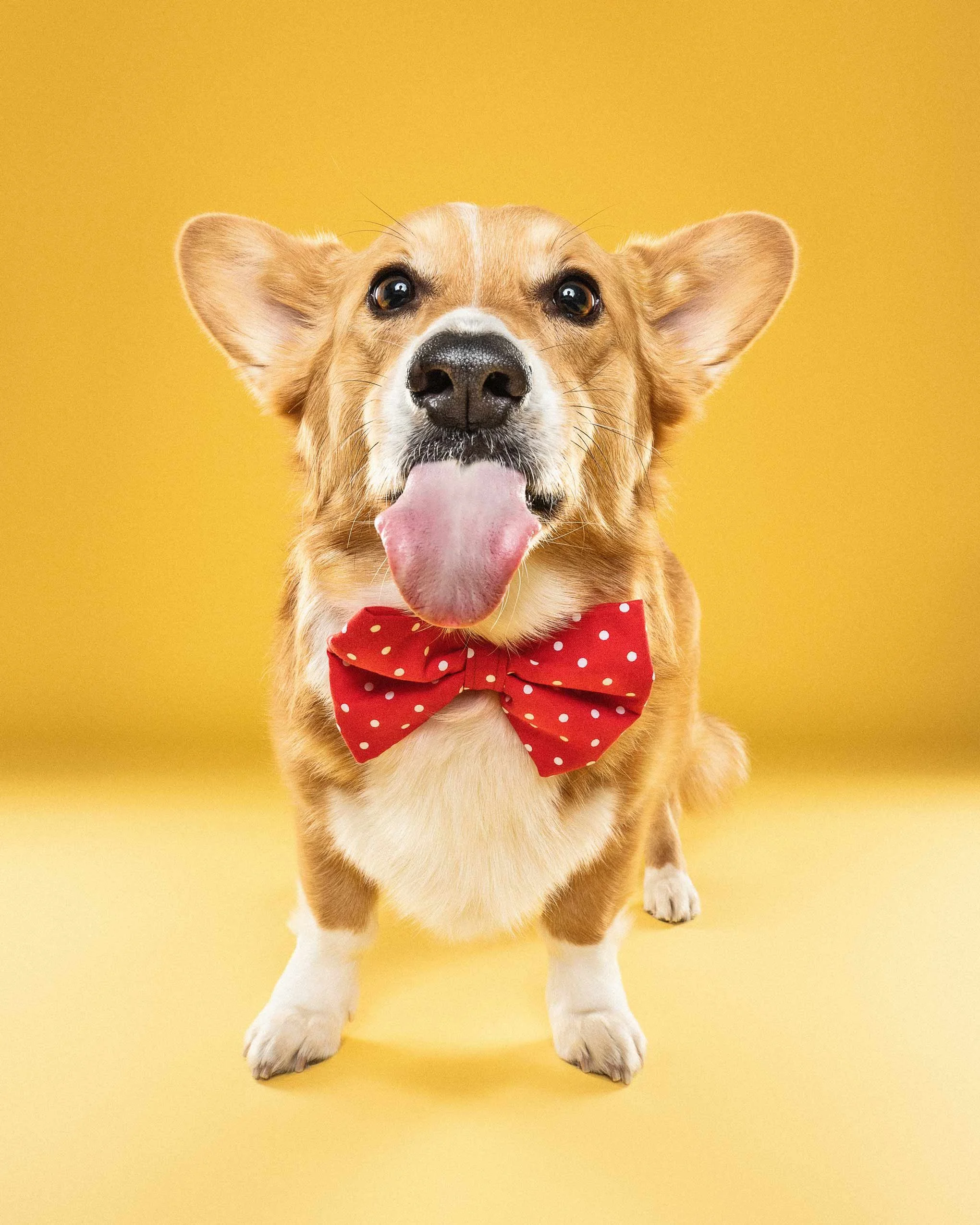 A happy corgi dog with a red polka dot bow tie sitting against a yellow background.