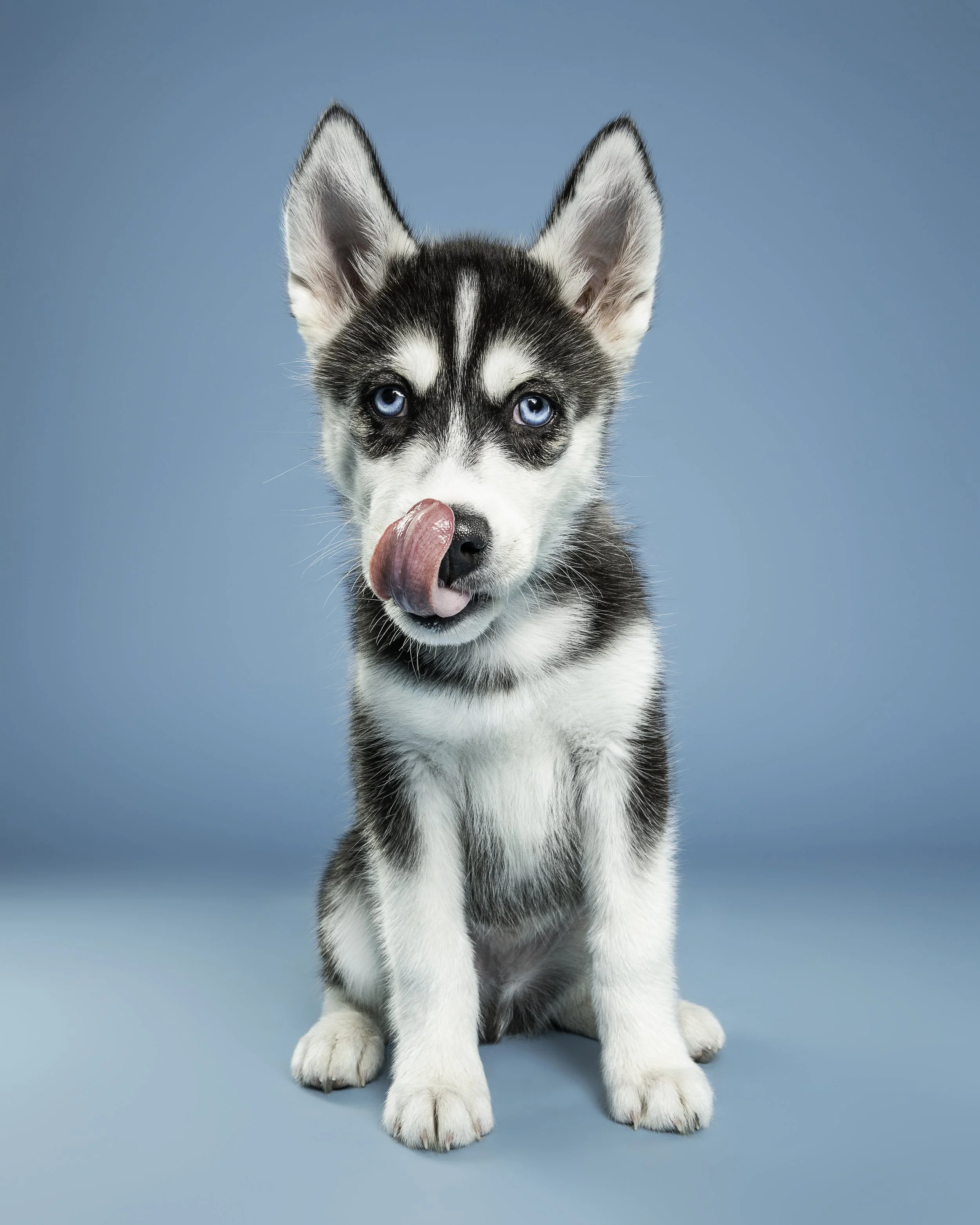 A cute Siberian Husky puppy with striking blue eyes sitting against a bright blue background, licking its nose.