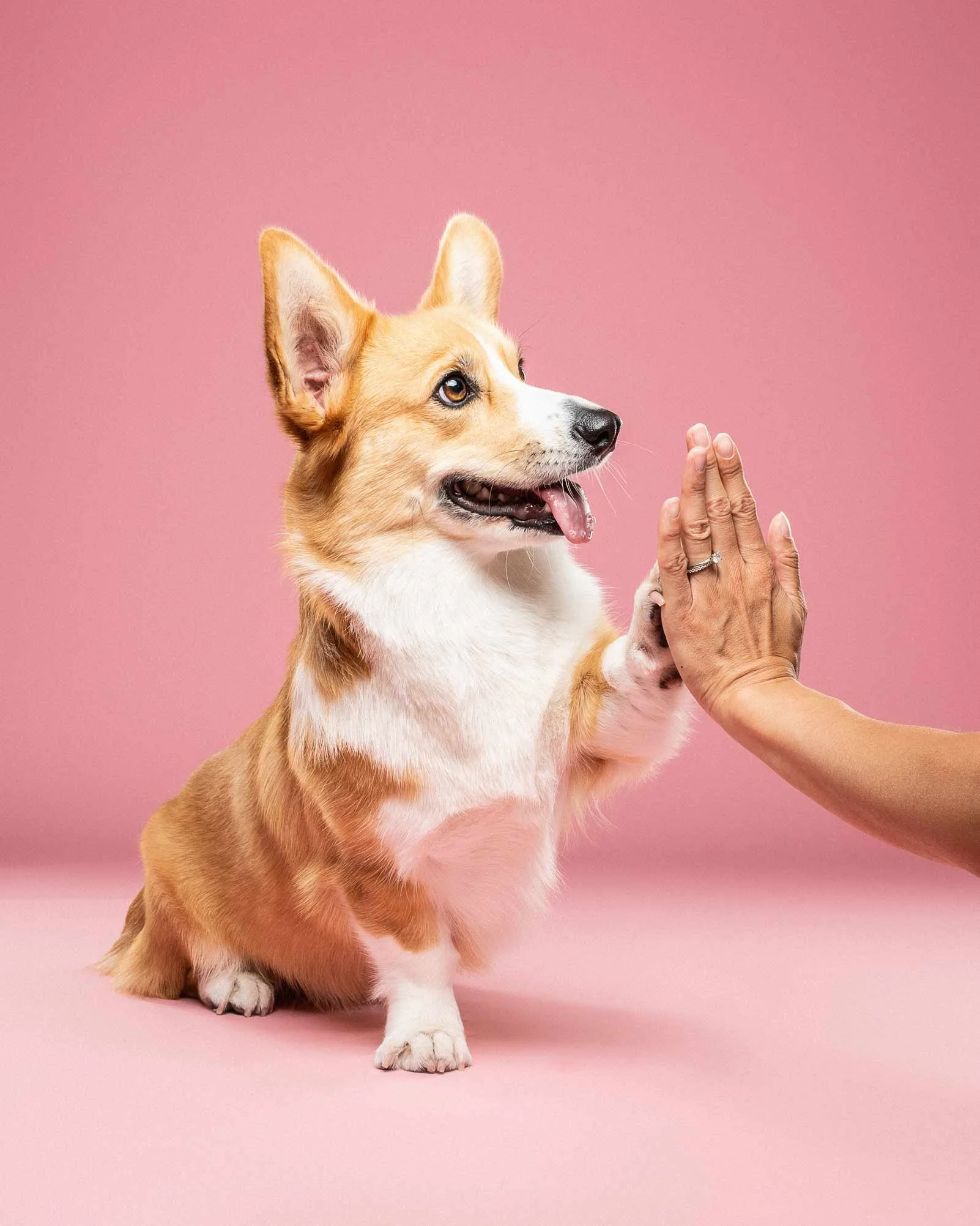 A dog with a tan and white coat sitting on a pink background, giving a high five with its paw, with a person's hand and fingers visible.