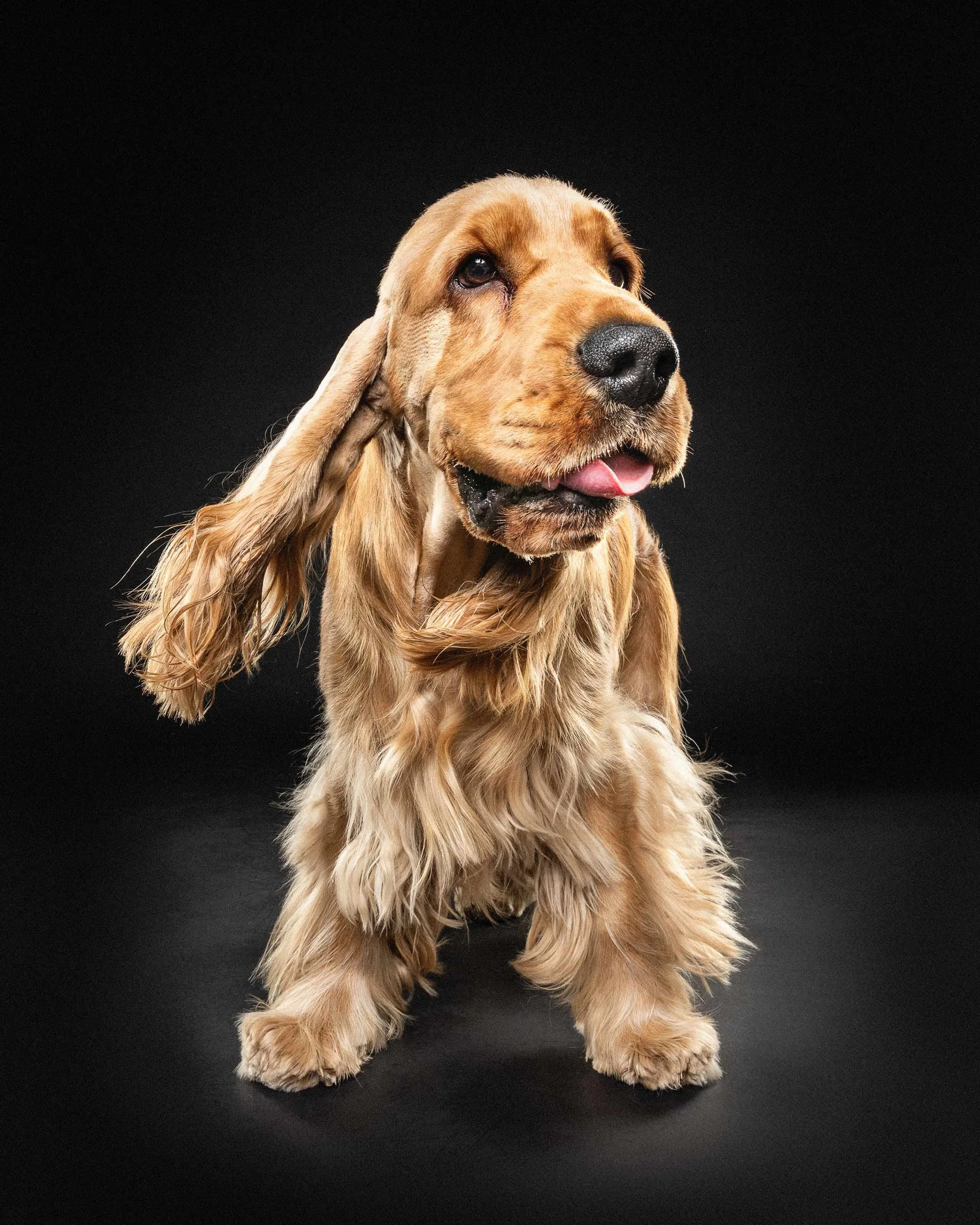 Golden retriever dog with long ears and fluffy fur against a black background.