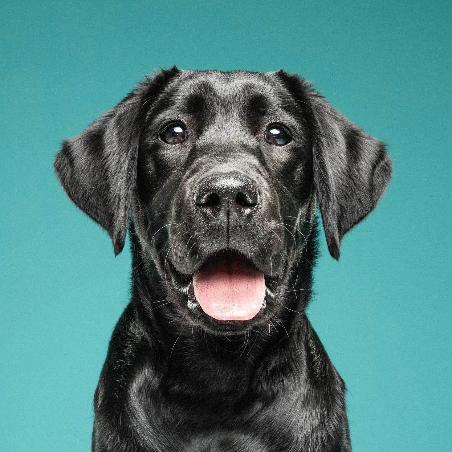 A black Labrador Retriever puppy with a pink tongue sticking out, looking directly at the camera against a teal background.