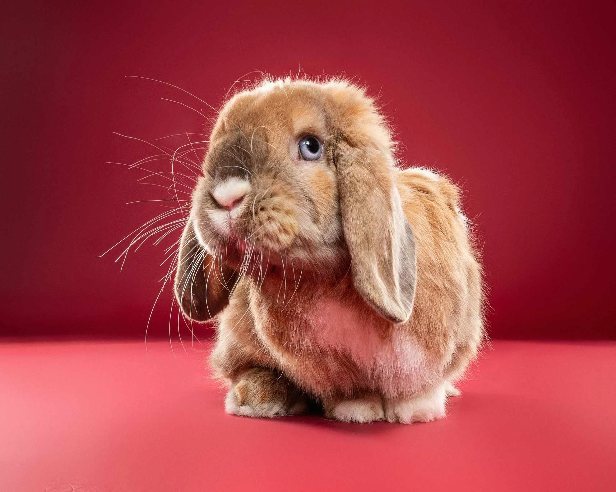 A brown rabbit with one eye closed, sitting on a red surface with a red backdrop.