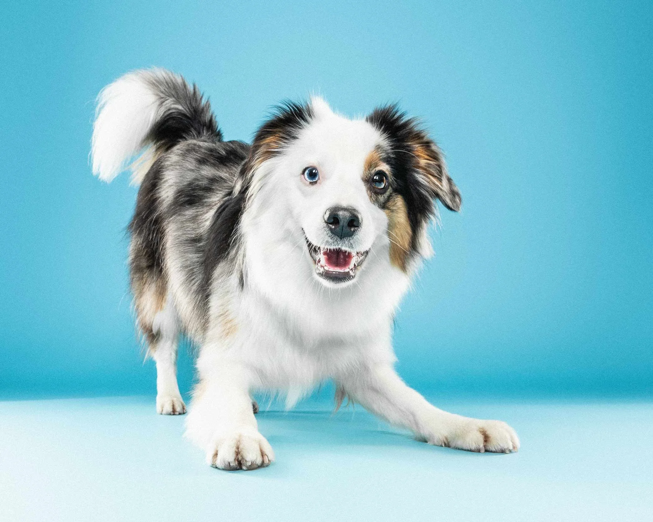A young Australian Shepherd puppy with blue eyes standing on a light blue surface against a matching blue background, looking at the camera with a happy expression.