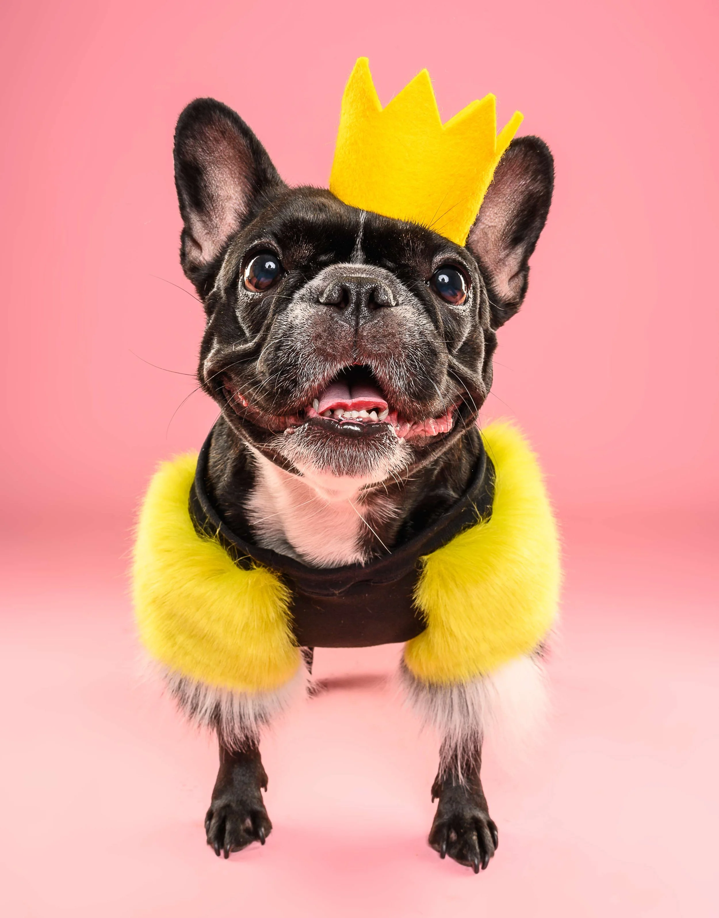A small black and white French Bulldog wearing a yellow felt crown and a yellow and black collar, standing on a pink background.