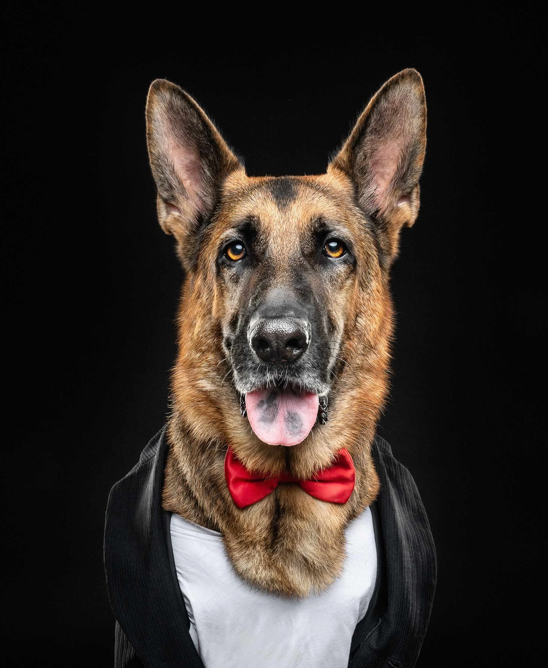A German Shepherd dog dressed in a costume resembling a human, wearing a black tuxedo with a white shirt, and a red bow tie, against a black background.