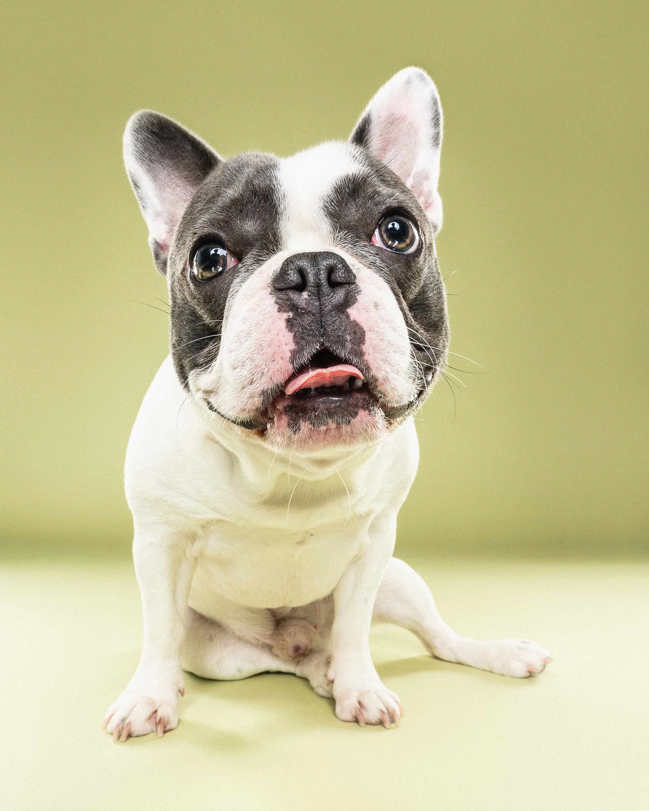 Close-up of a French Bulldog puppy with a black and white coat, sitting against a light green background, looking directly at the camera with a slightly open mouth.