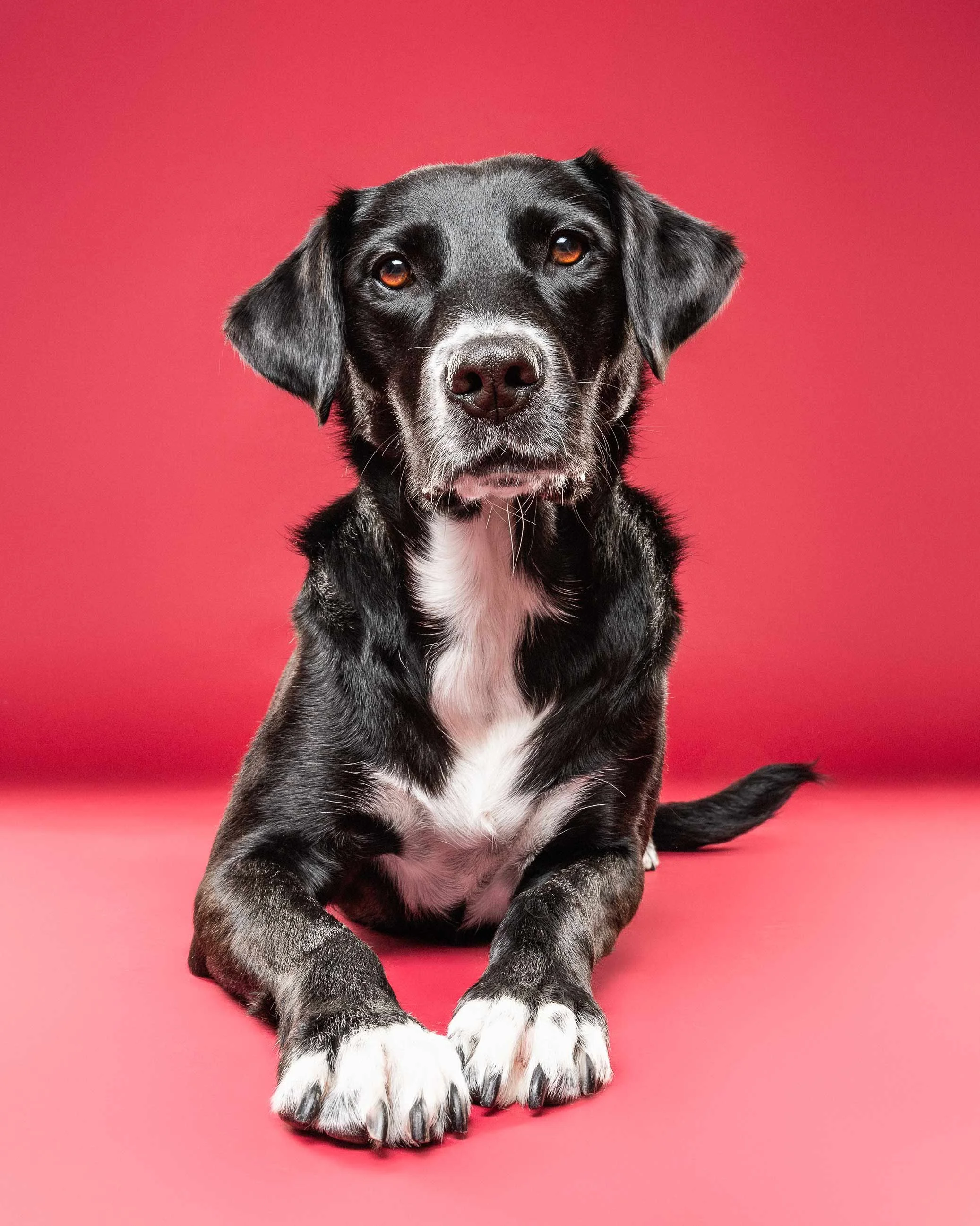 A black and white puppy sitting on a pink background.