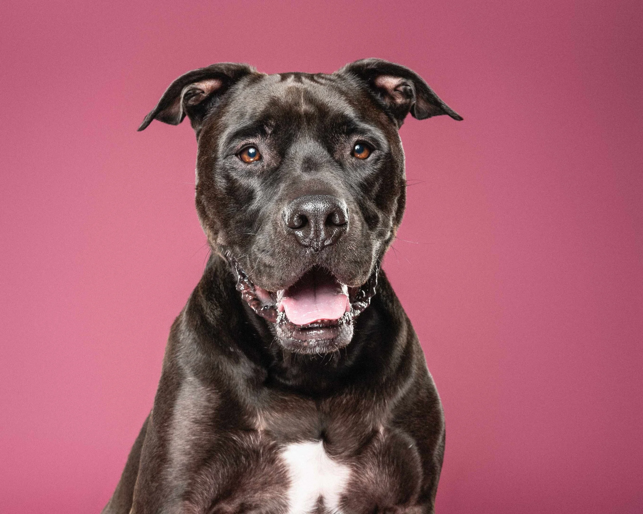 Close-up of a black and gray dog with brown eyes, mouth open, tongue out, set against a pink background.