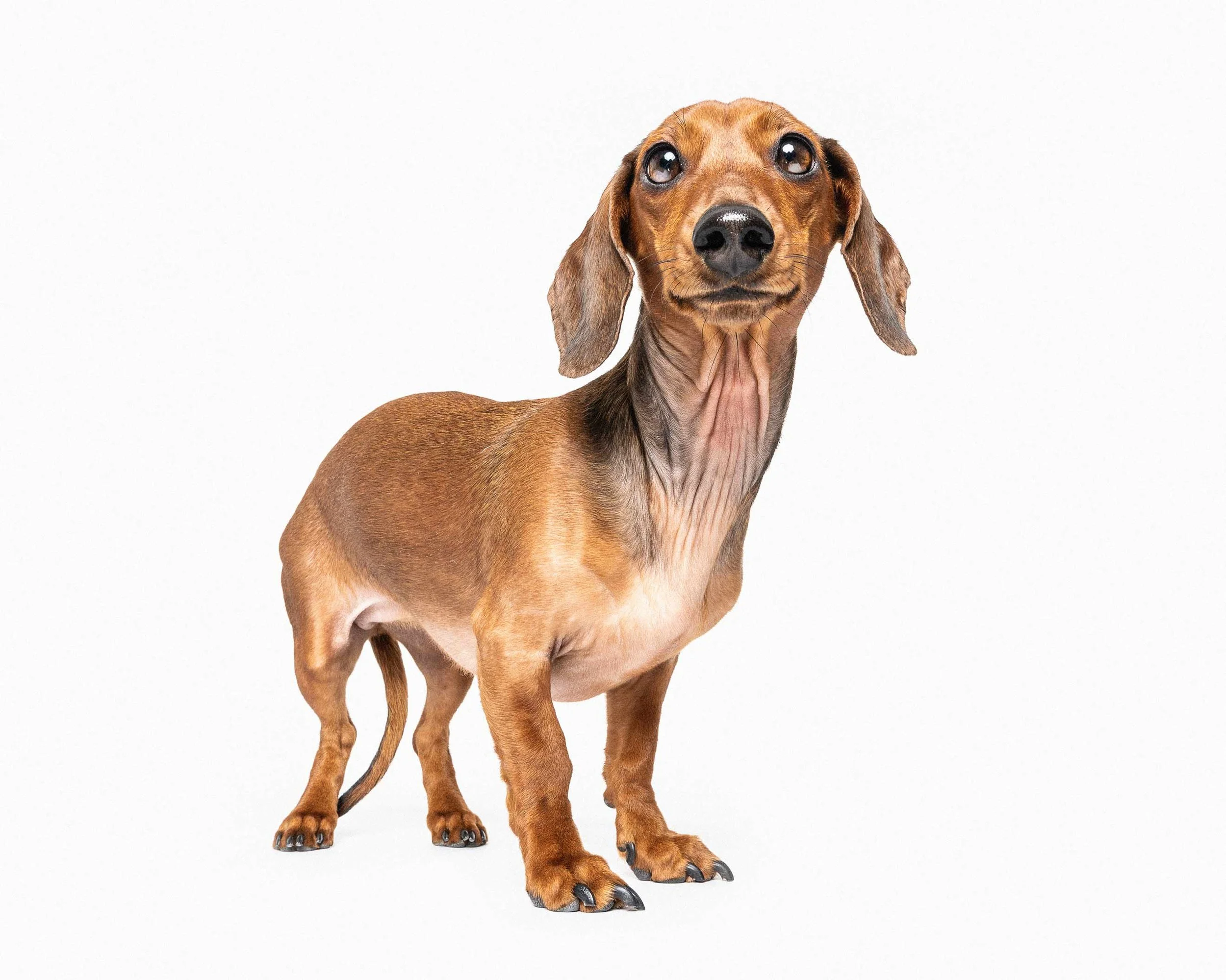 A brown and tan dog with long ears and a curious expression standing on a white background.