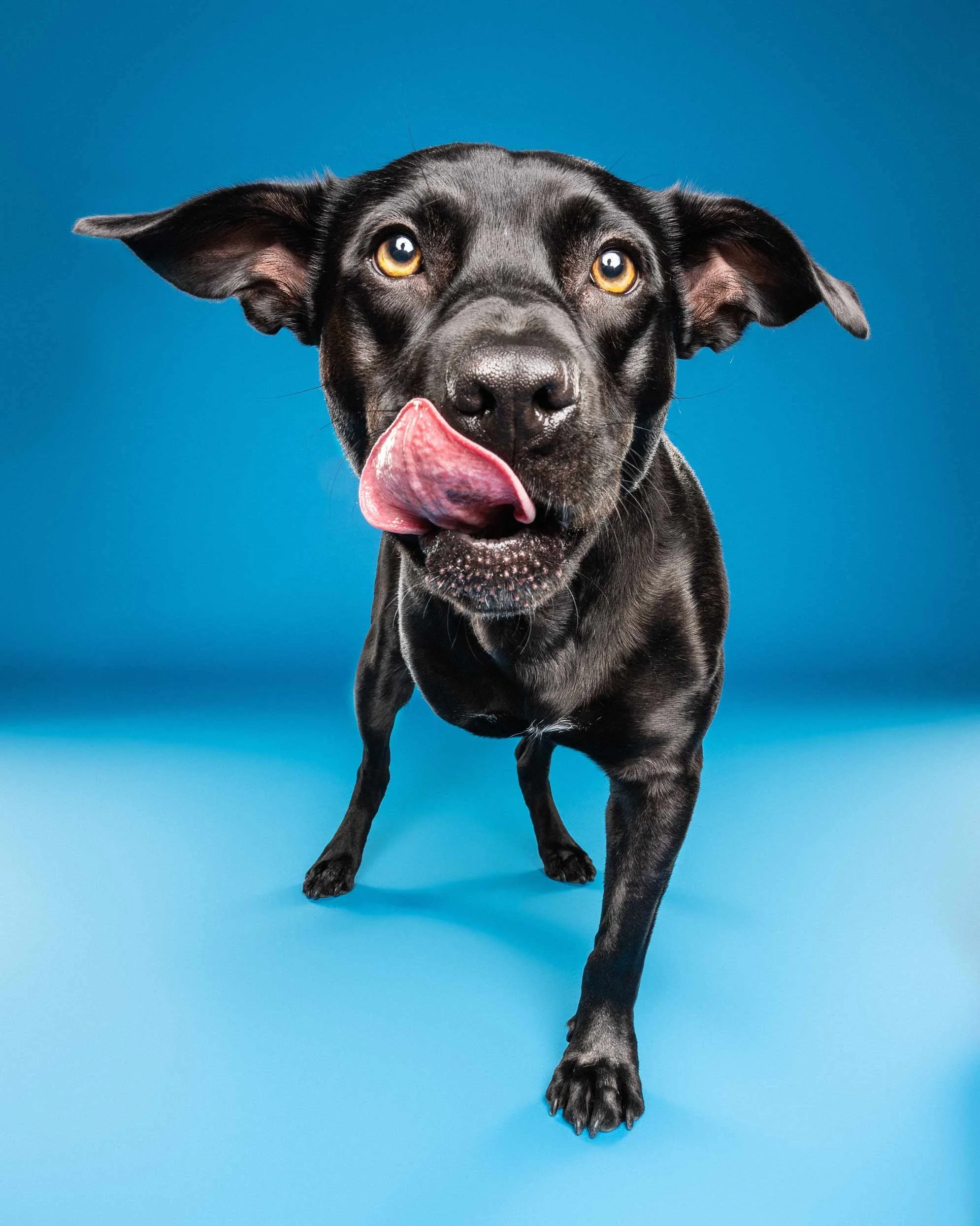 Black dog with yellow eyes and pink tongue sticking out, standing on a blue background.