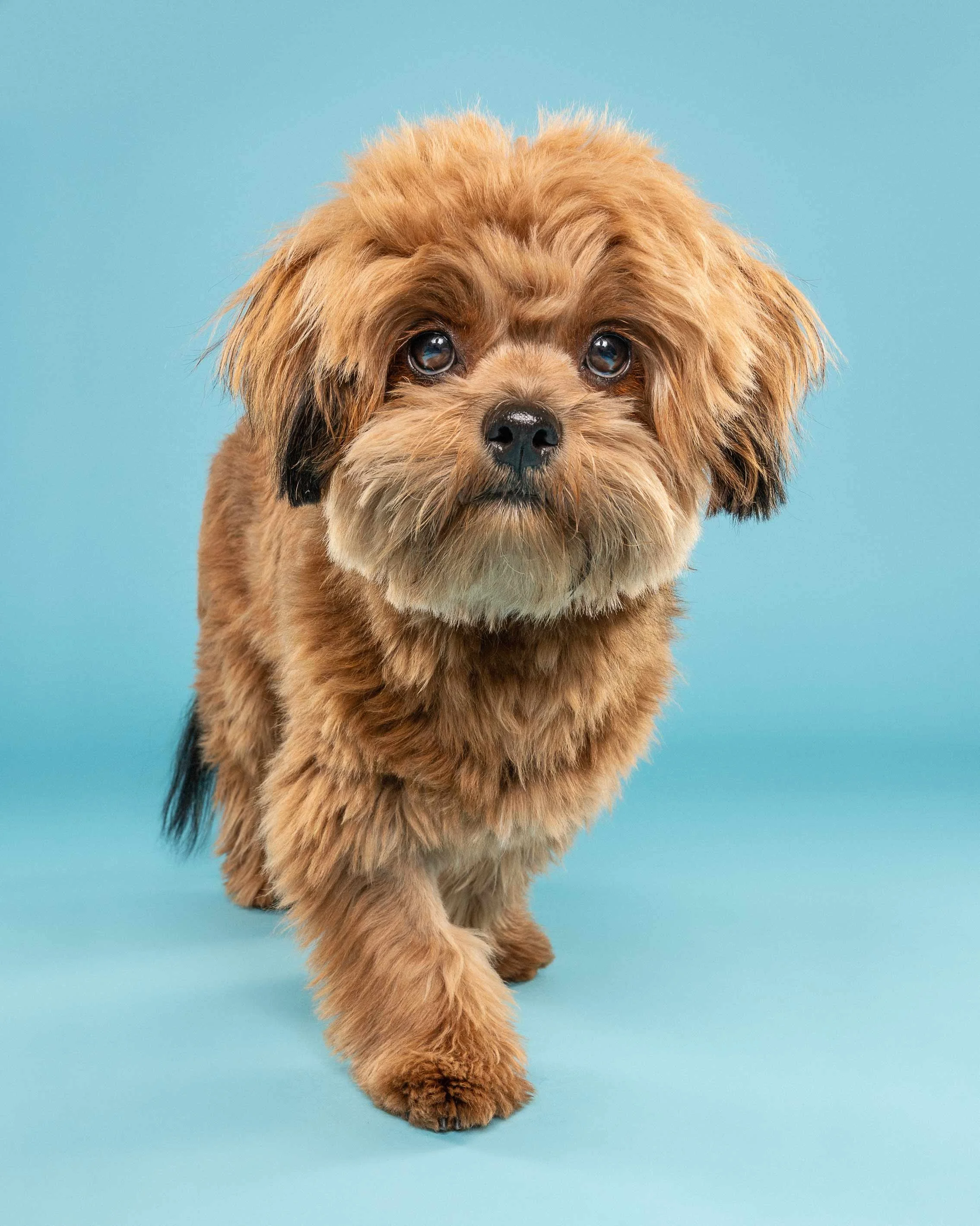 Cute small brown puppy with big eyes walking on a light blue background.