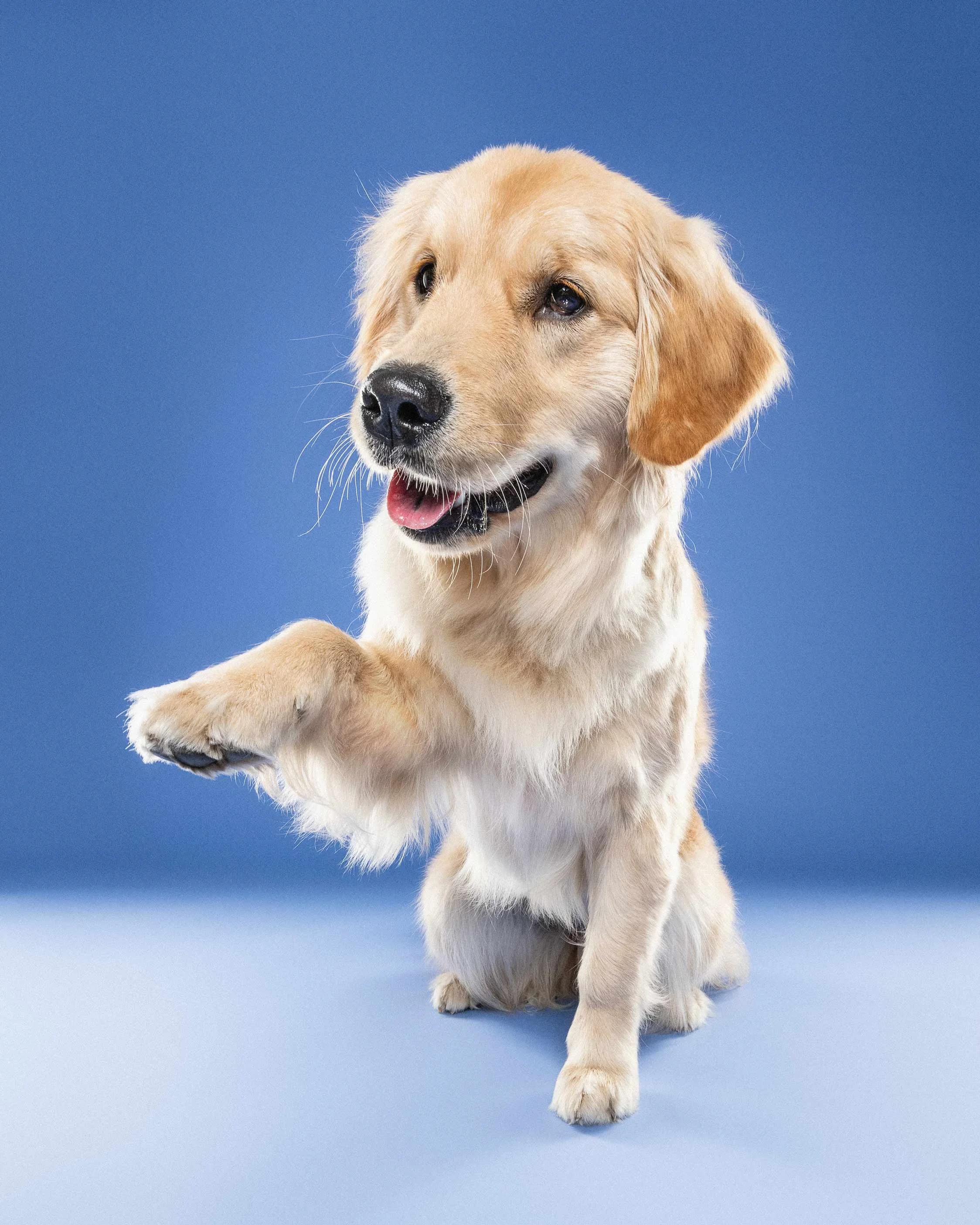 A golden retriever puppy with a light golden coat, sitting on a blue background, looking to the side with its tongue slightly out.