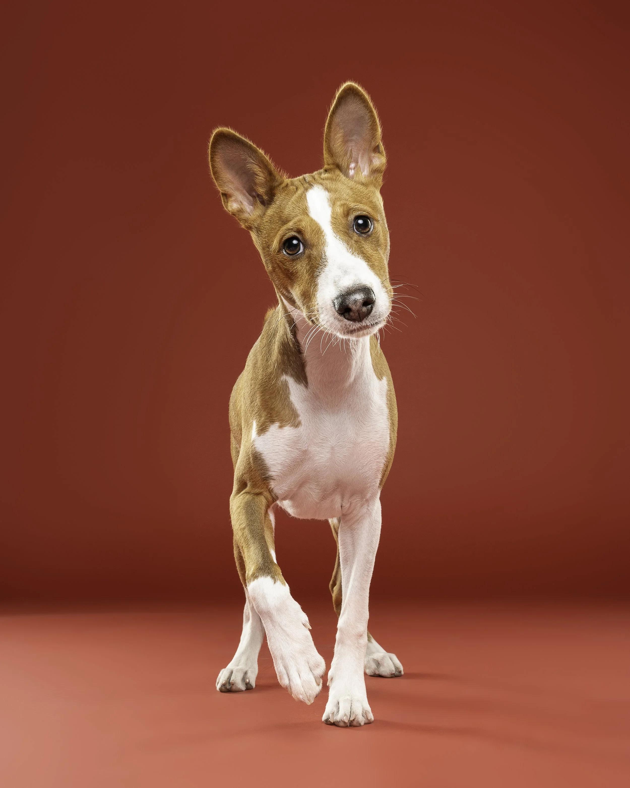 A curious puppy with large ears standing on a red background.