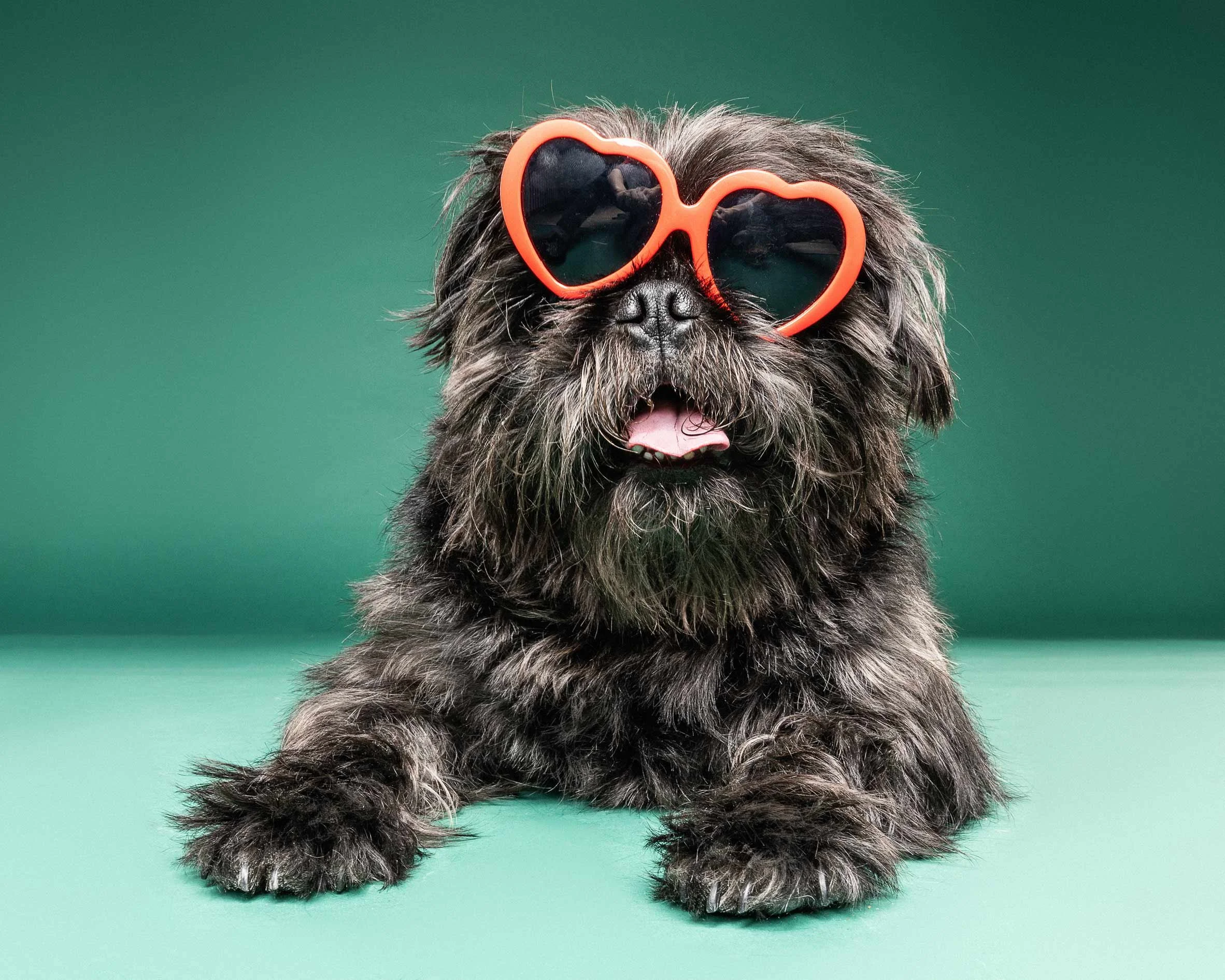A cute black dog with shaggy fur wearing orange heart-shaped sunglasses, sitting on a green background.