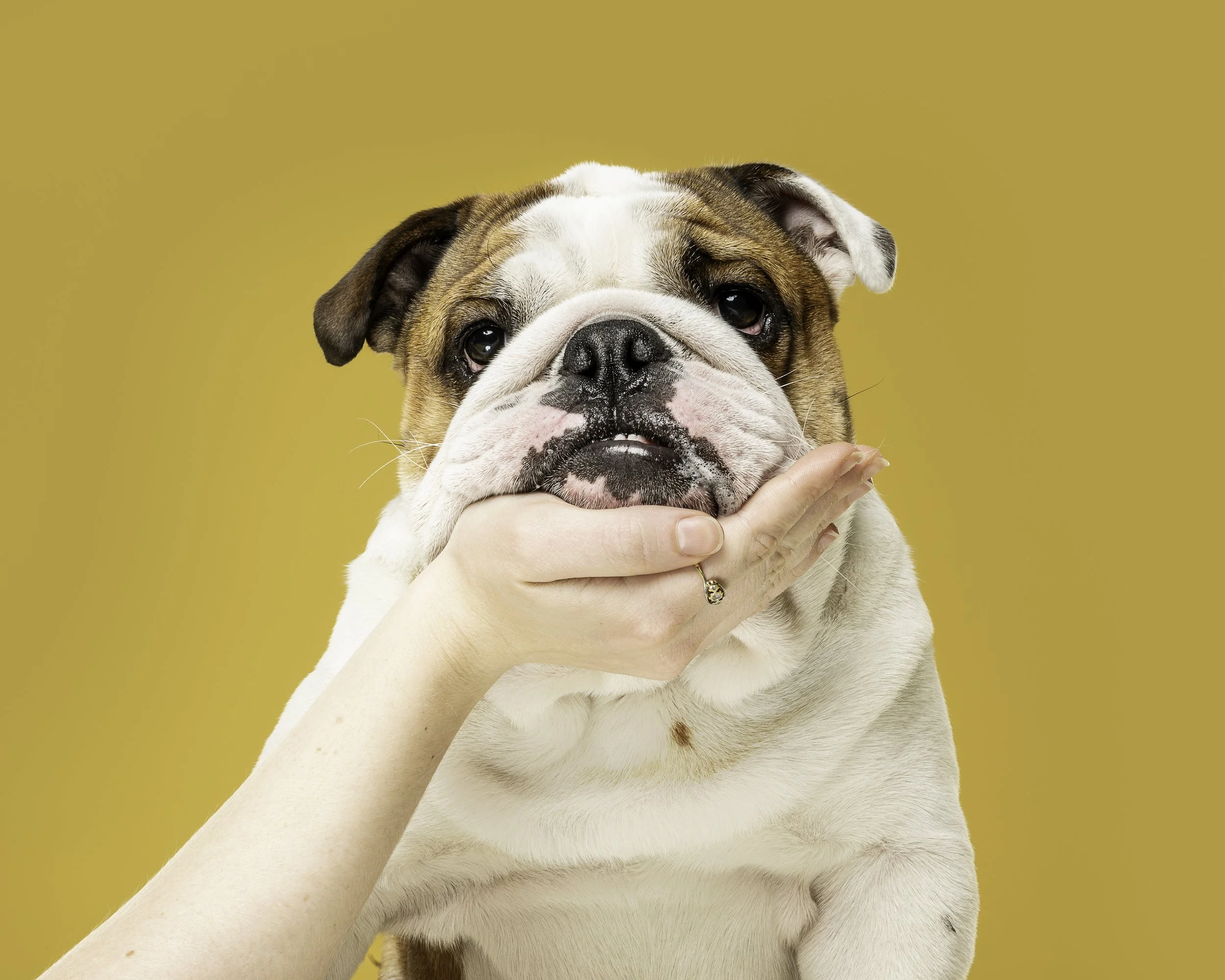 Close-up of an adorable bulldog puppy being gently held by a person's hand against a yellow background.