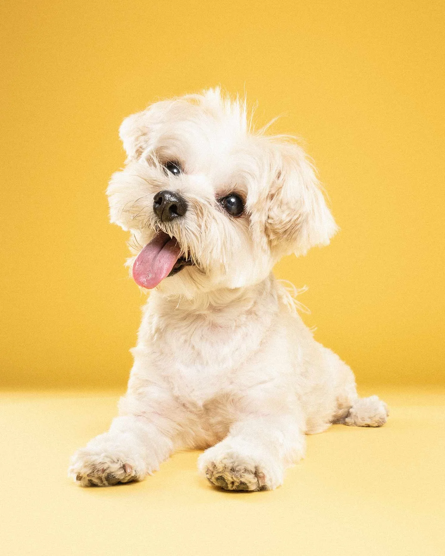 A cute, small beige dog with a fluffy coat, lying on a light yellow surface with a matching yellow background, tongue out, looking happy and playful.