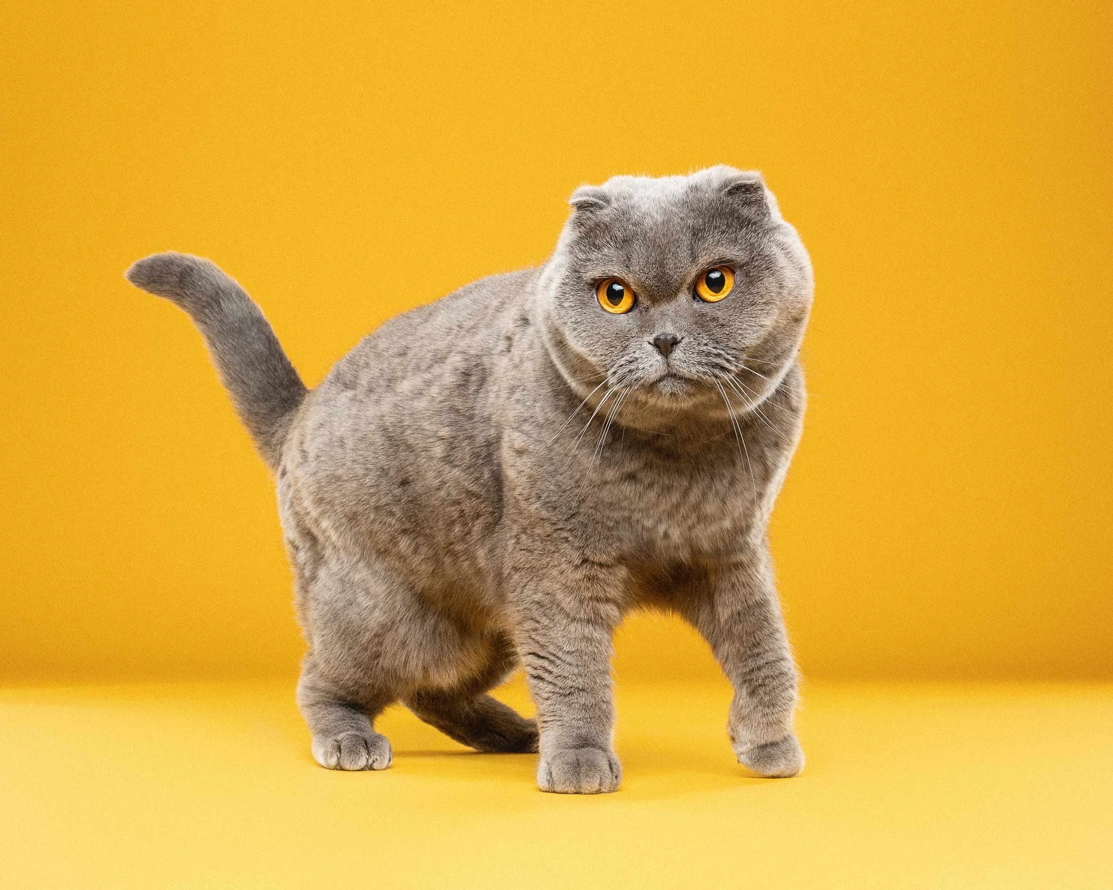 Gray Scottish Fold cat walking on yellow background