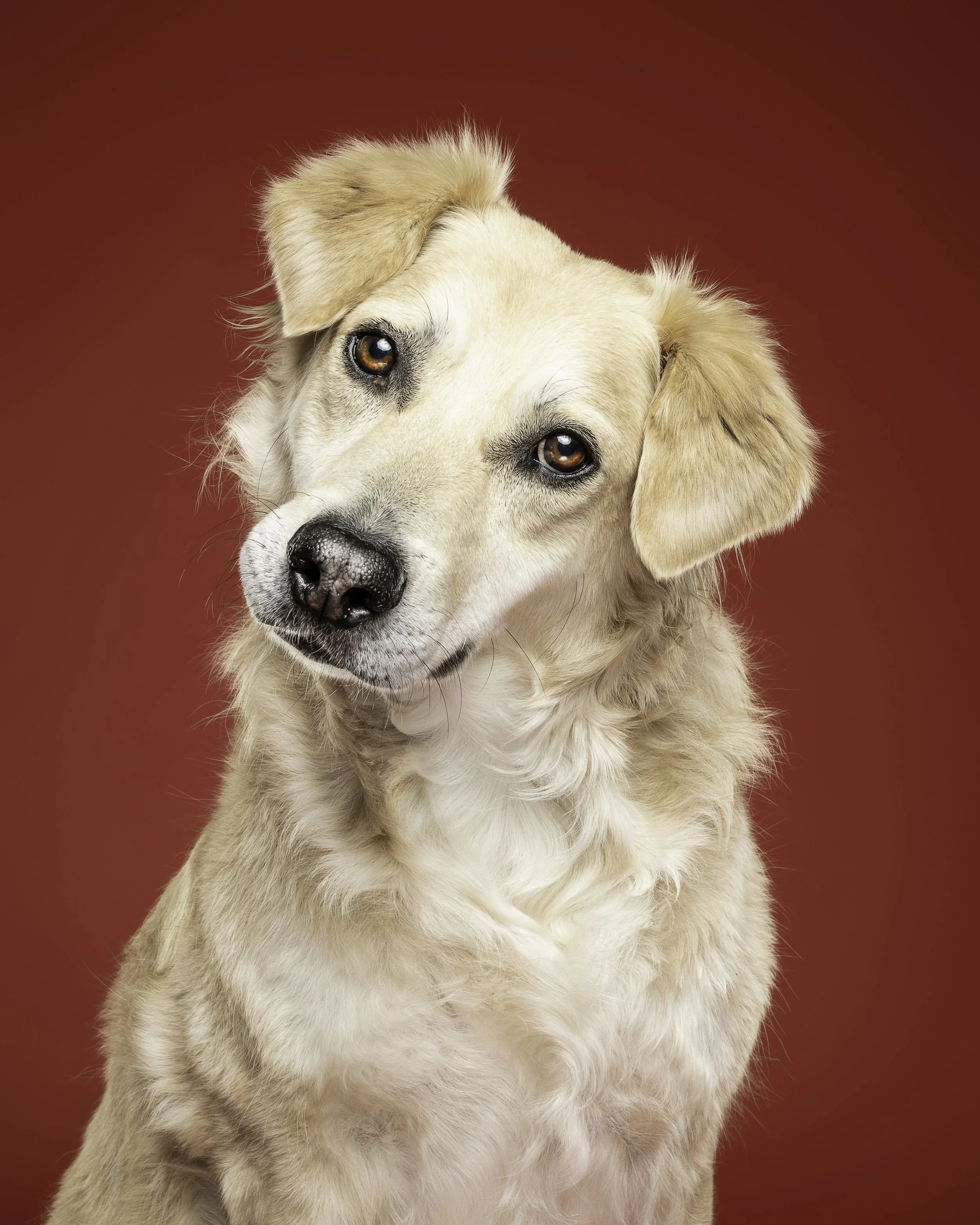 Close-up of a light-colored dog with tan eyes and floppy ears, against a solid red background.