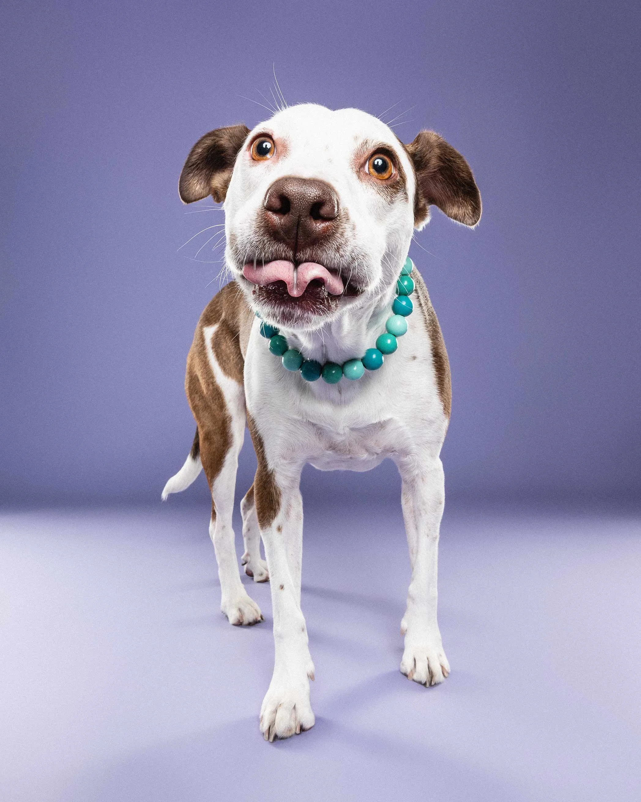 Close-up of a dog with a white face, brown patches, and a pink tongue sticking out, wearing a turquoise beaded collar against a purple background.
