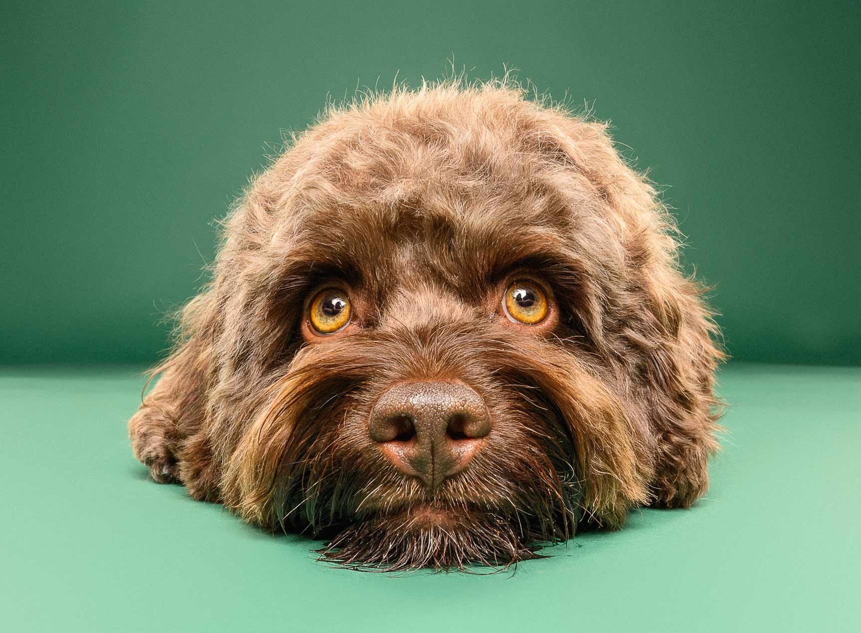 A close-up of a brown curly-haired dog lying flat on a green surface with its head resting down, looking directly at the camera.