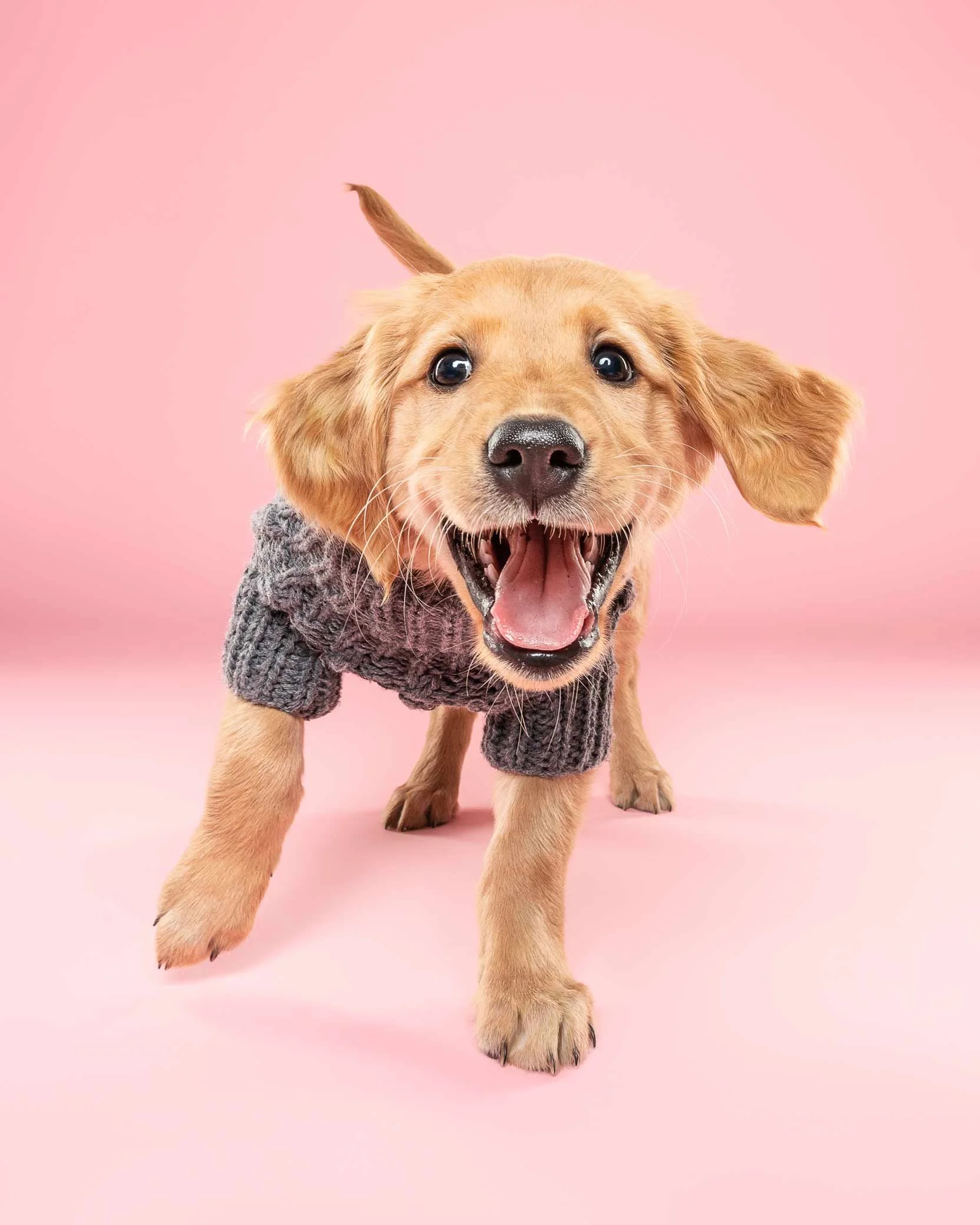 A happy golden retriever puppy wearing a gray knitted sweater, standing on a pink background.
