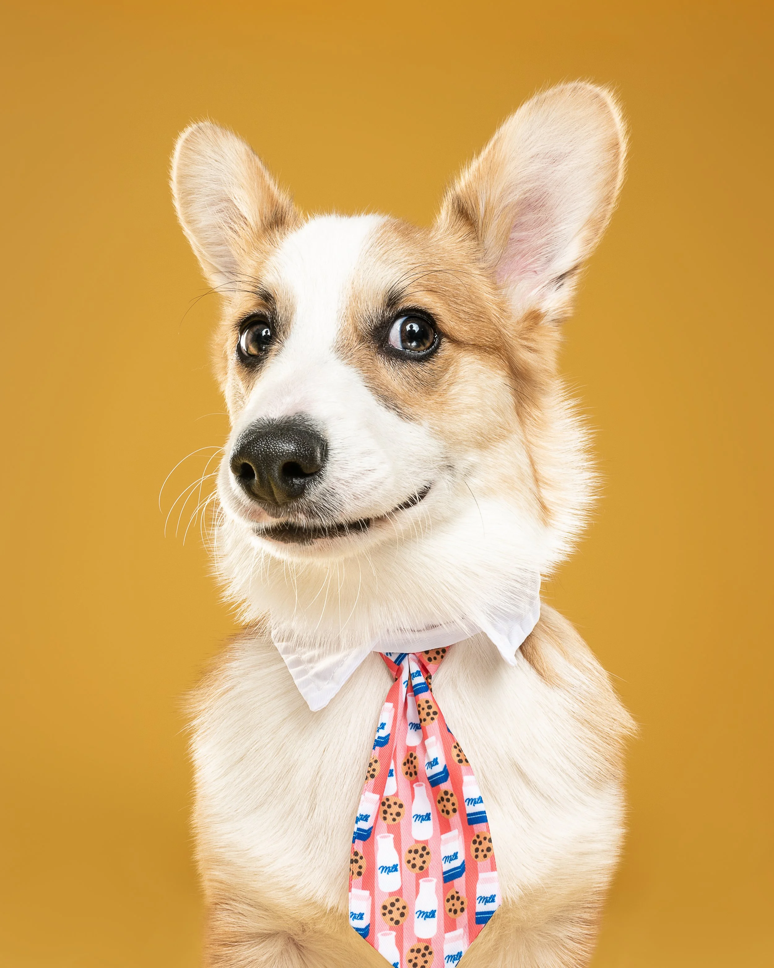 A cute dog with large ears and expressive eyes, wearing a pink and blue tie decorated with milk bottles and chocolate chip cookies, against a mustard yellow background.