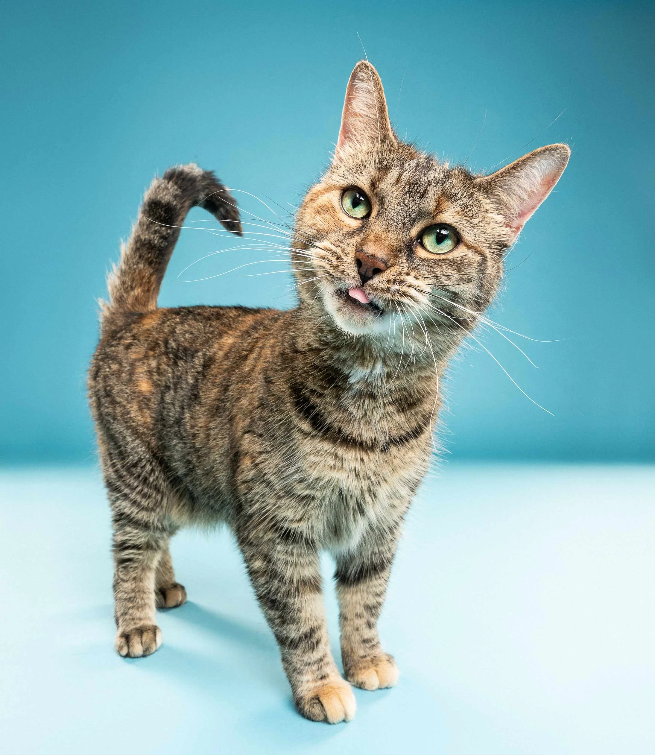 A tabby cat with green eyes standing against a blue background, with its tongue slightly sticking out.