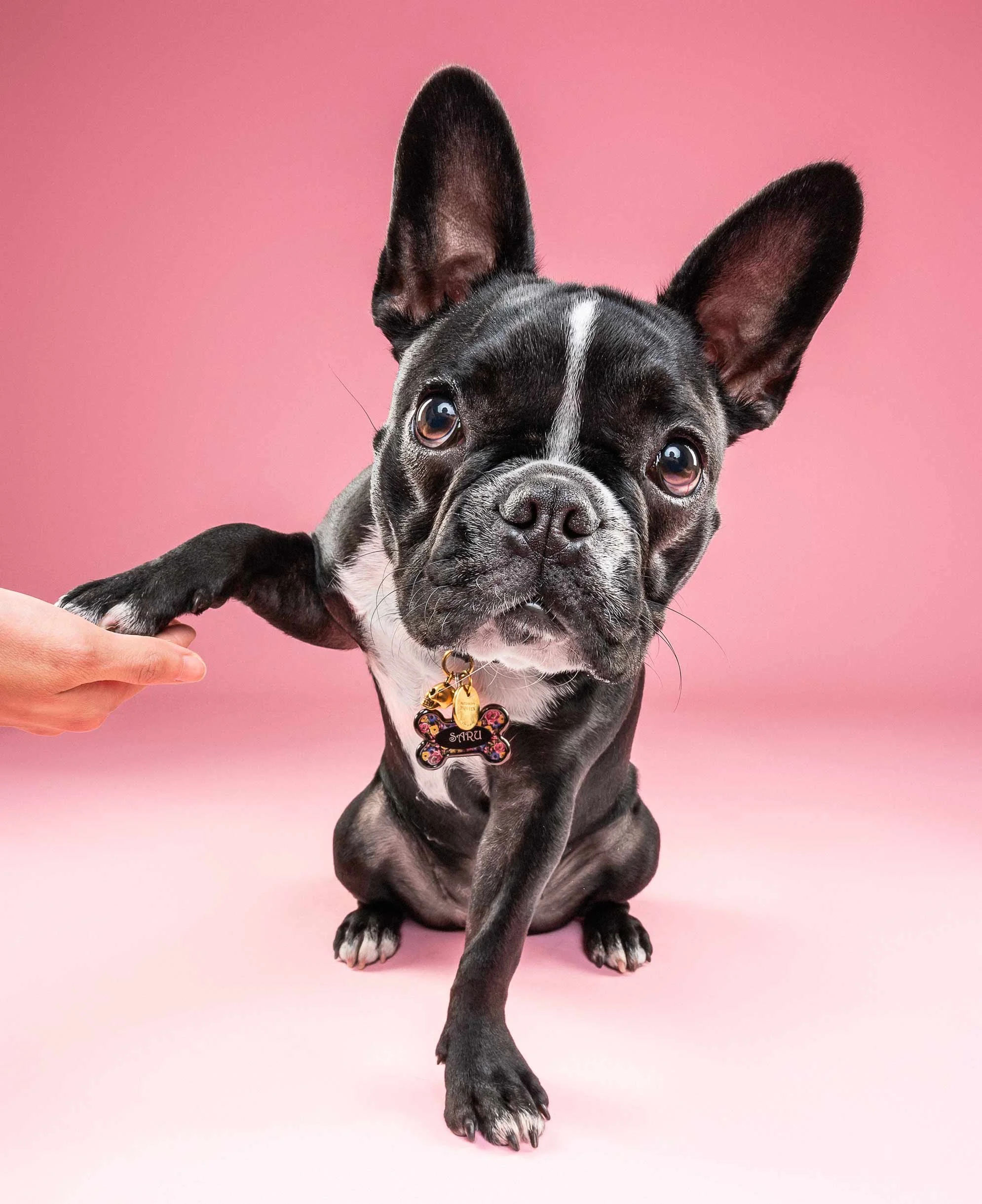 Black and white French Bulldog puppy with large ears and a gold tag on its collar, sitting on a pink background, being held by a person's hand.