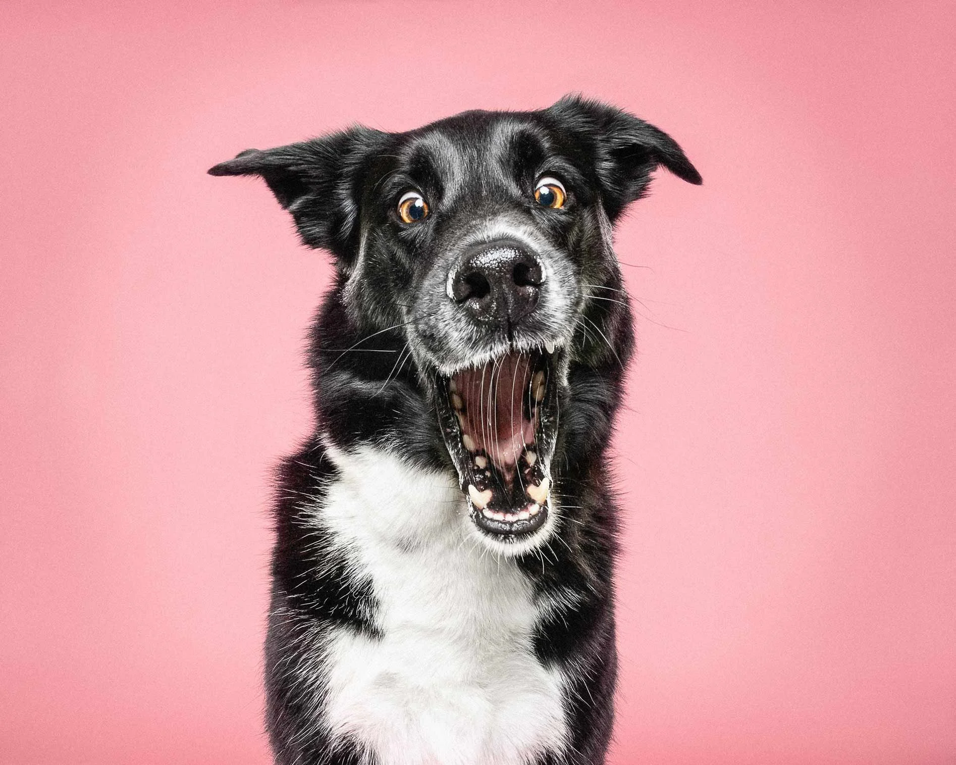 Black and white dog with brown eyes on a pink background, yawning with mouth wide open.