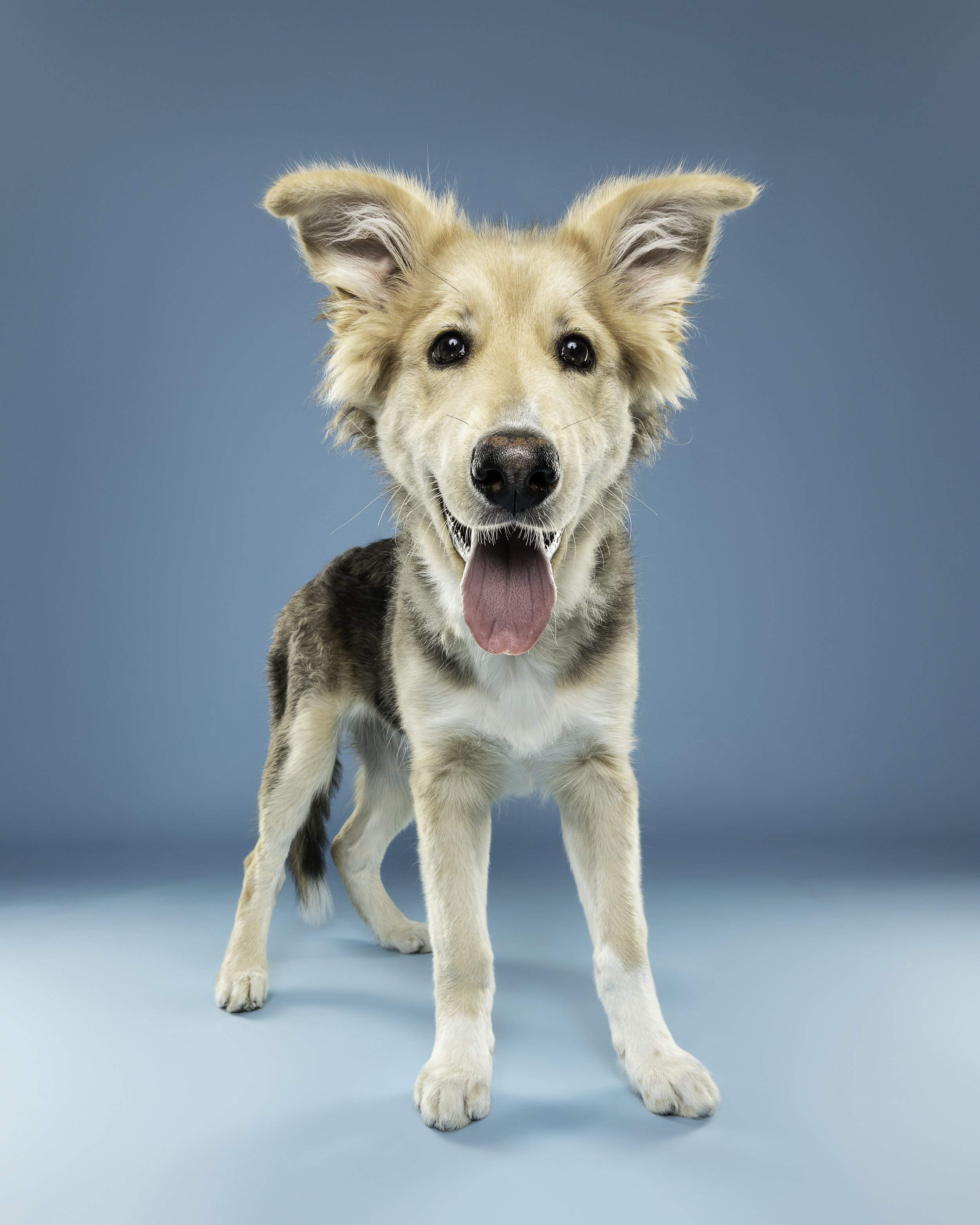 A happy mixed-breed dog with sandy fur, large ears, and a pink tongue sticking out, standing against a solid light blue background.
