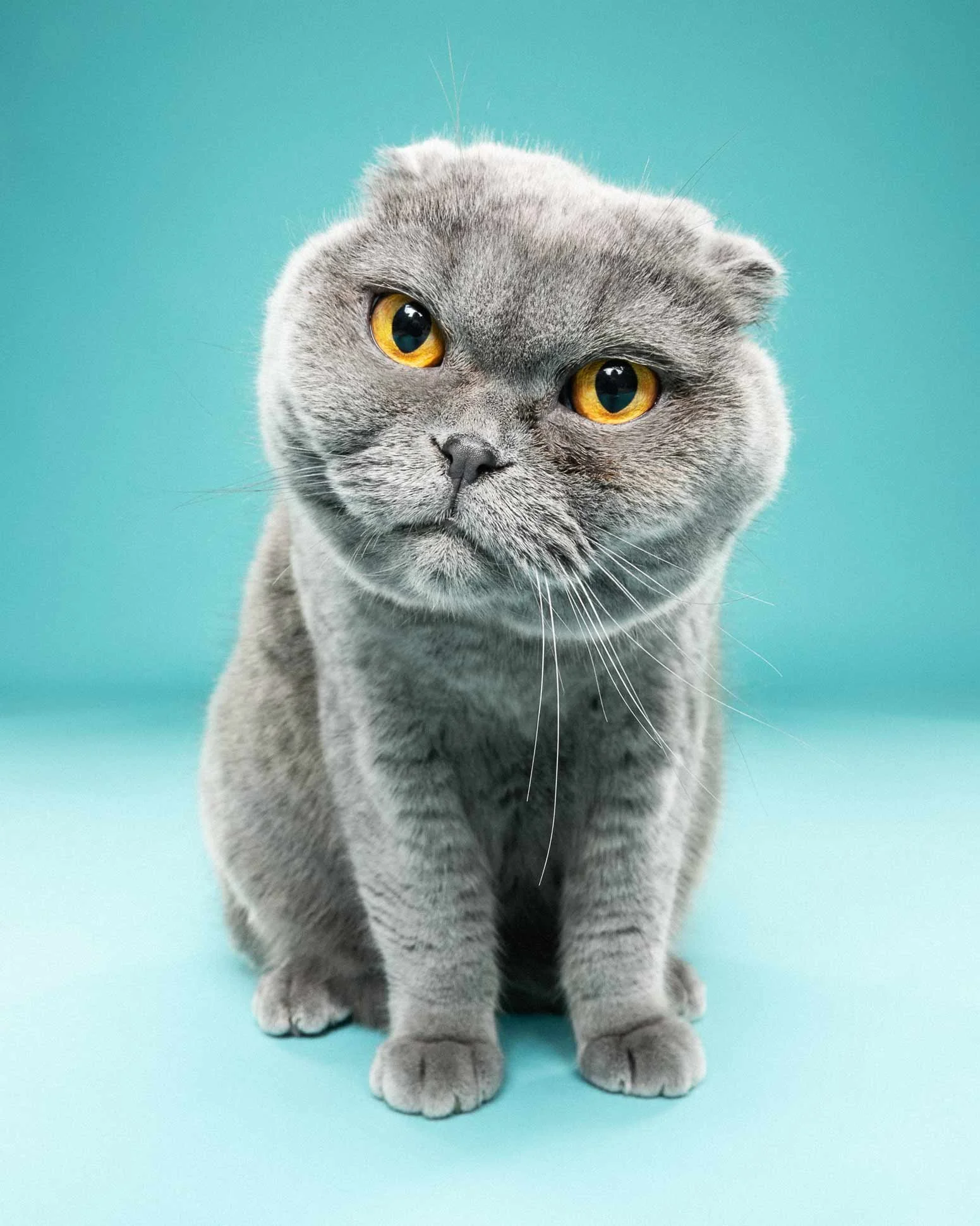 A cute gray kitten with amber eyes walking forward against a light blue background.