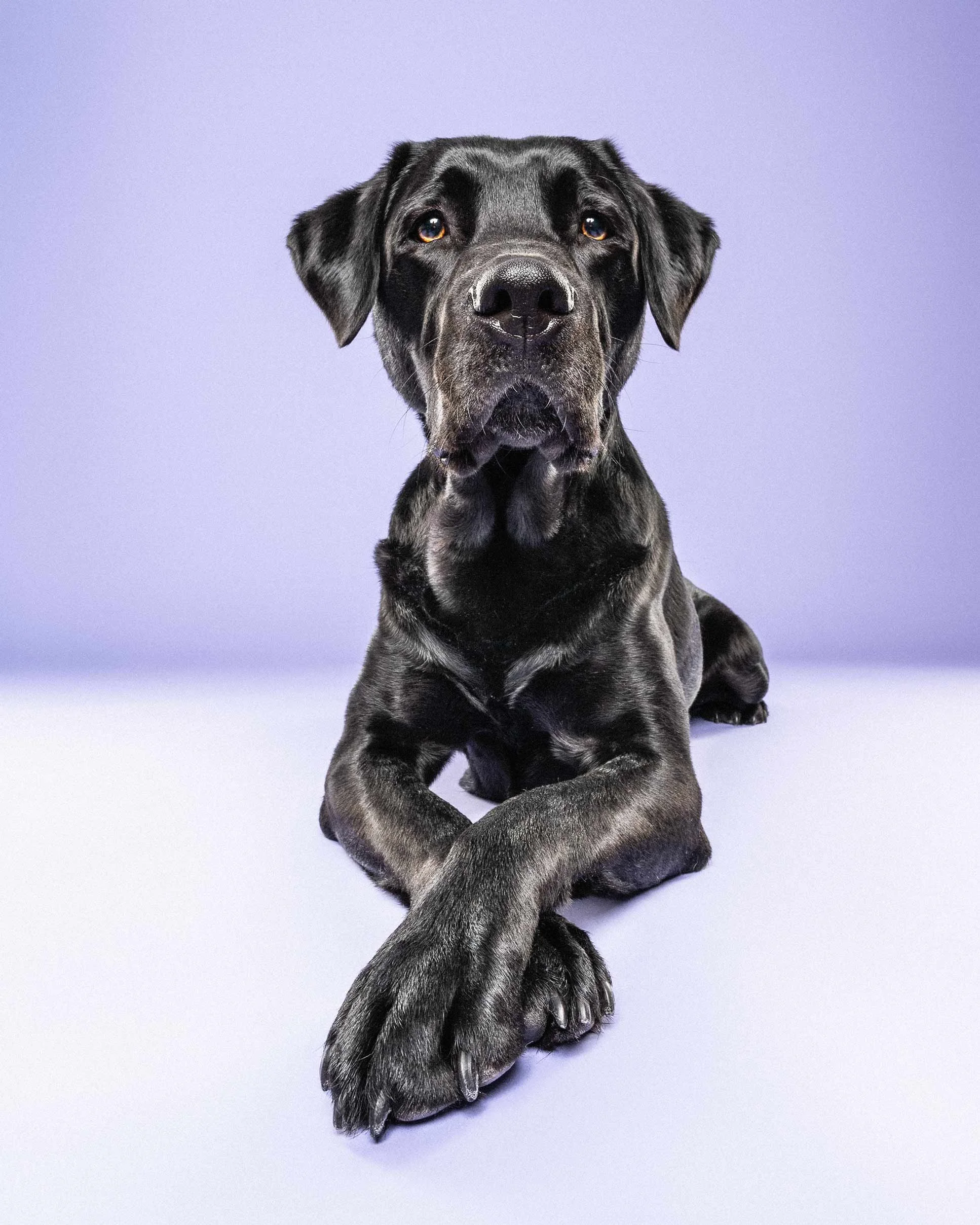Black and gray brindle puppy with amber eyes, lying down on a light purple background, looking directly at the camera.