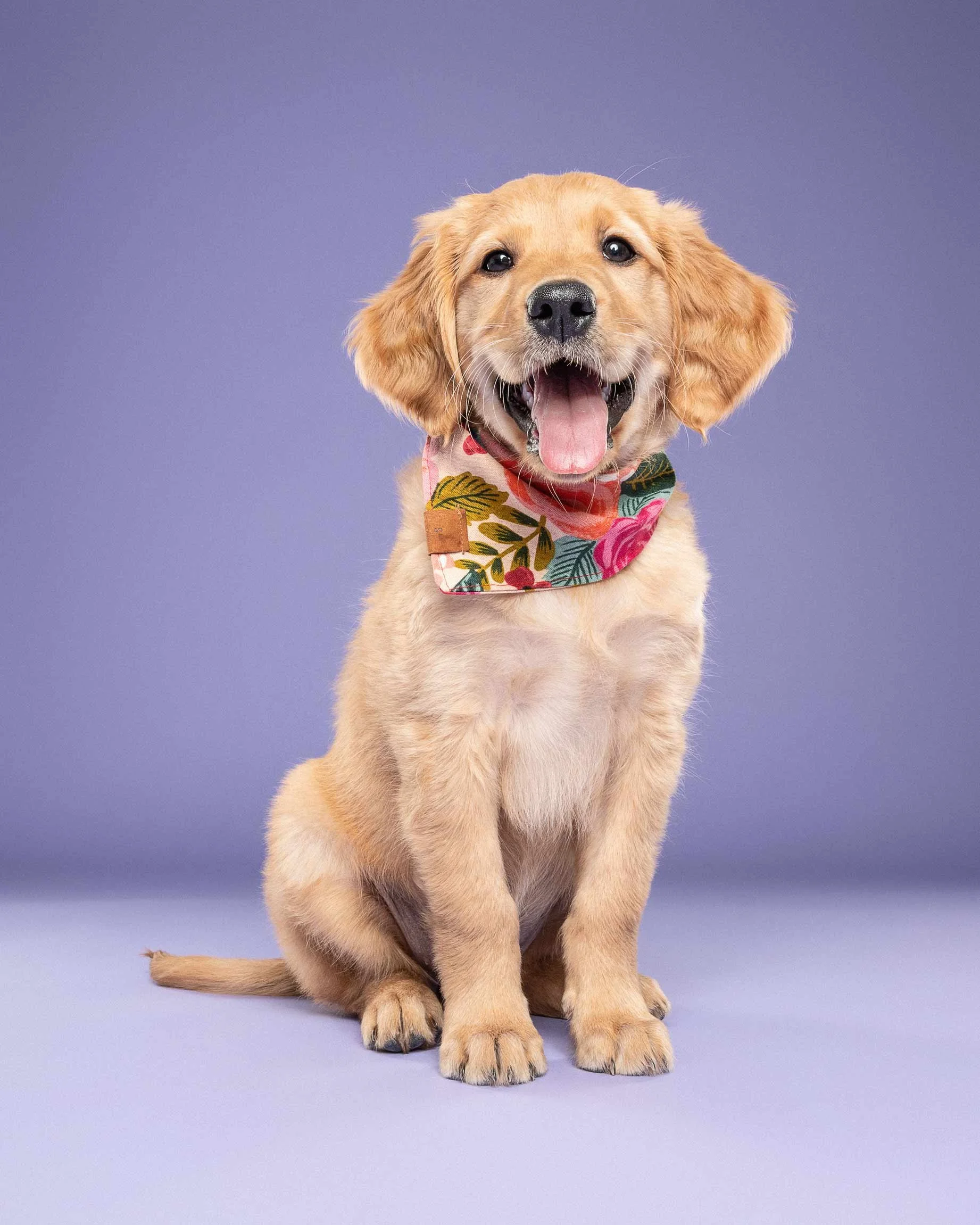 Cute golden retriever puppy sitting on a purple background, wearing a colorful floral bandana, with its tongue out.