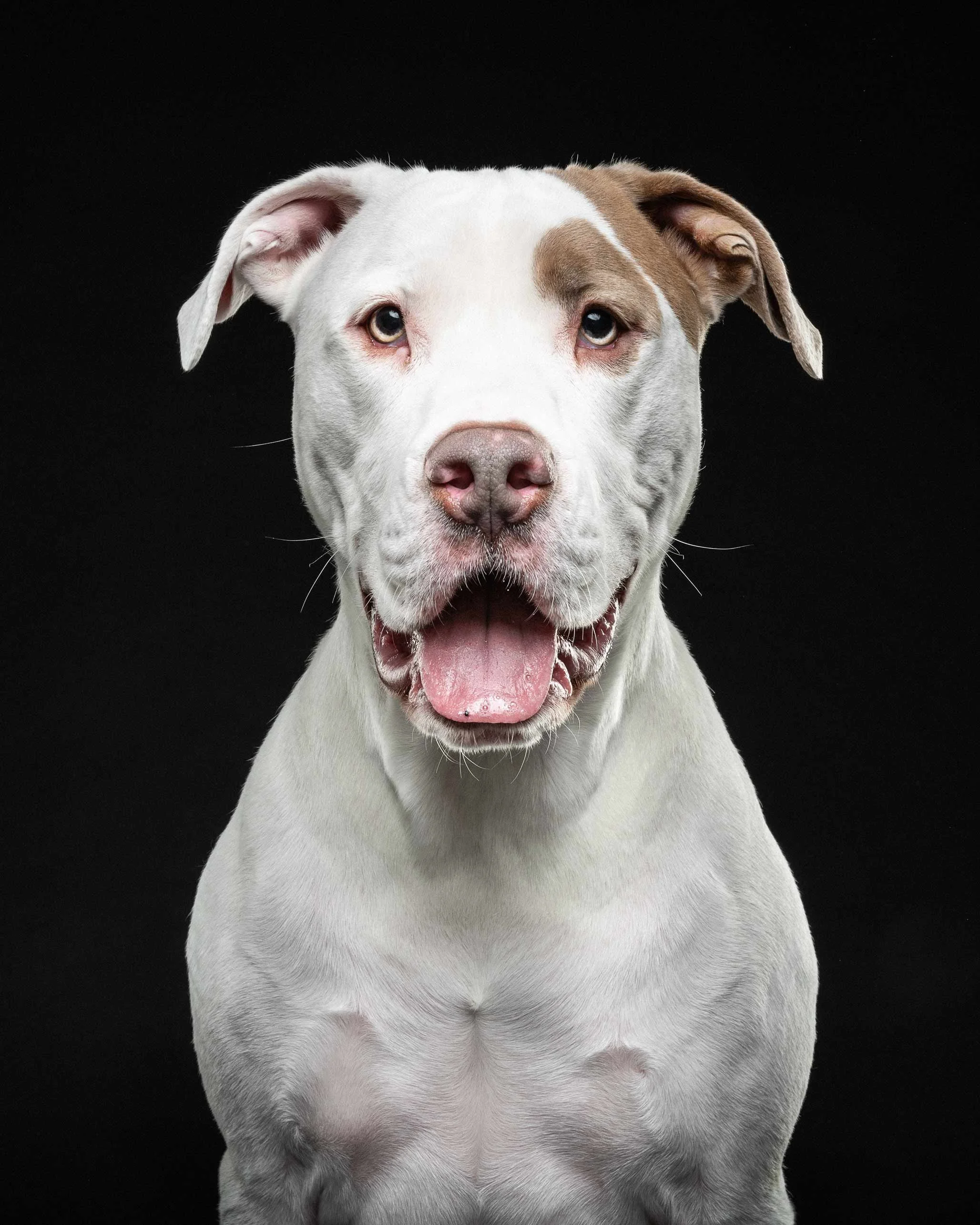 Close-up of a white dog with one brown patch over its right eye, sitting against a black background, with its mouth open and tongue out.