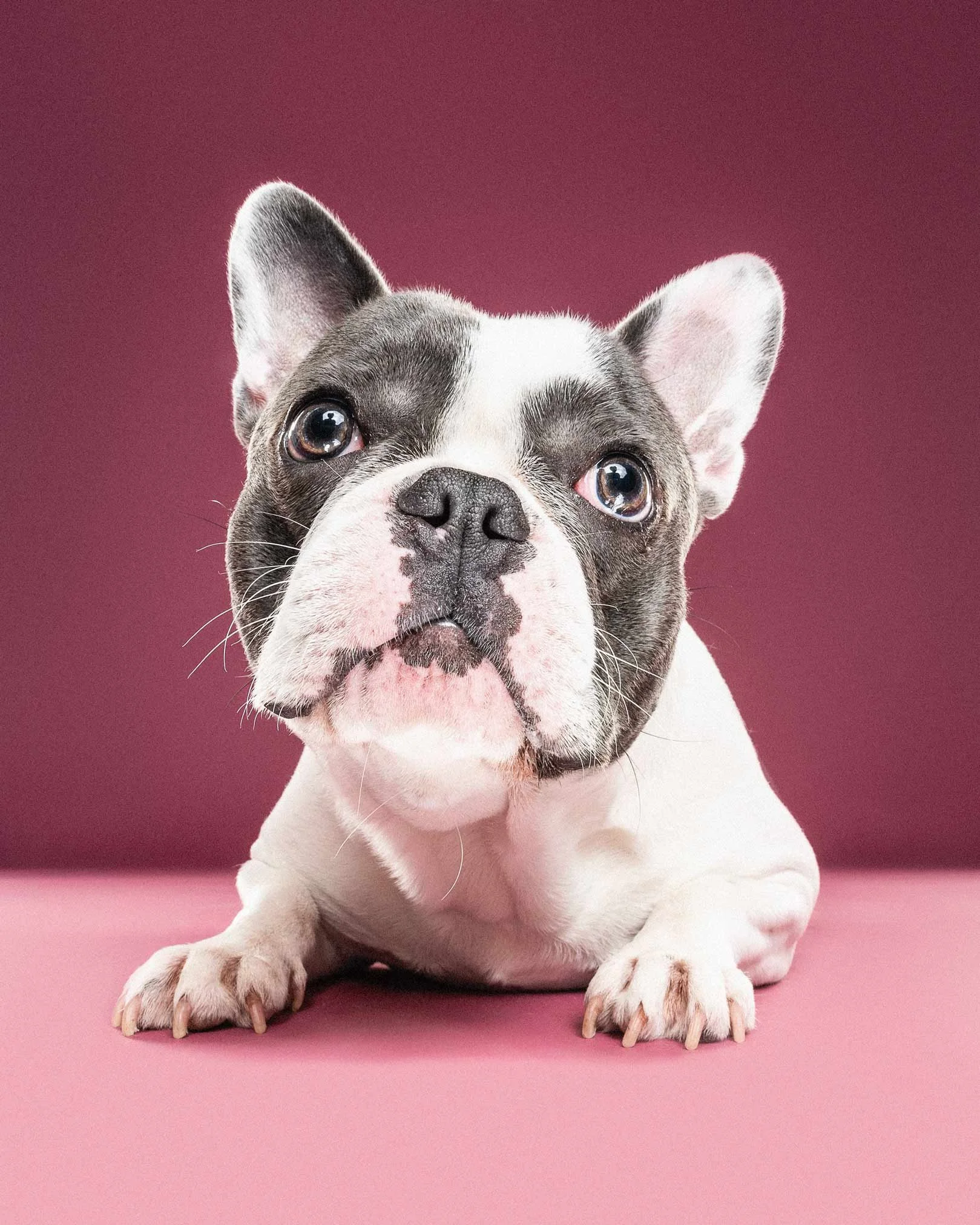 A cute puppy with a white face and brindle markings, sitting on a pink surface with a matching pink background.