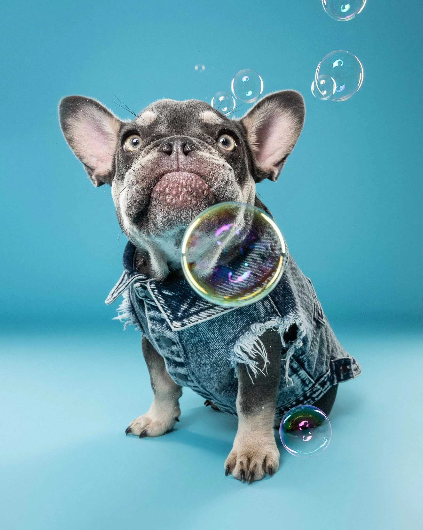 A French Bulldog puppy wearing a blue denim jacket surrounded by soap bubbles against a blue background.