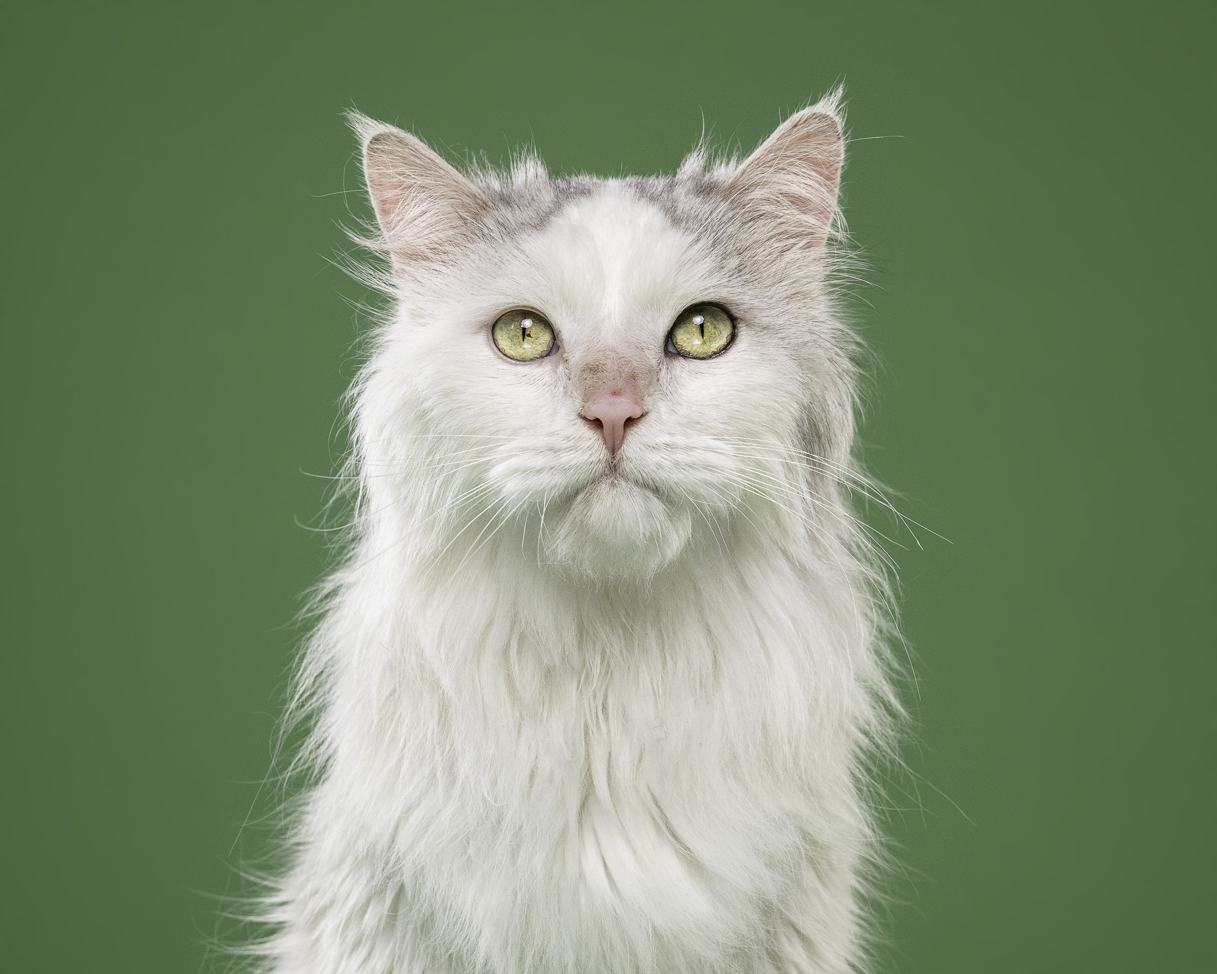 Close-up of a white cat with pale eyes and gray markings on its forehead, set against a green background.