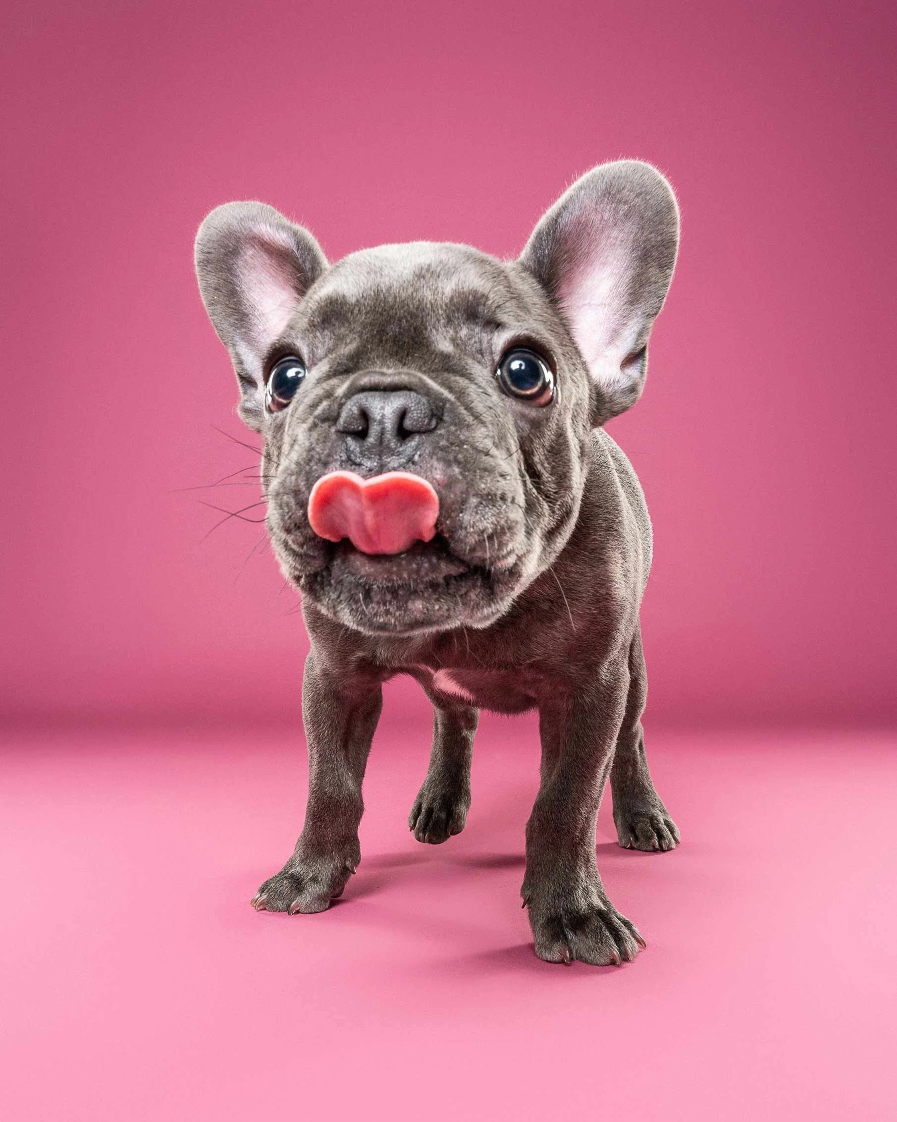 A French Bulldog puppy standing on a pink background, looking directly at the camera with its tongue slightly out.