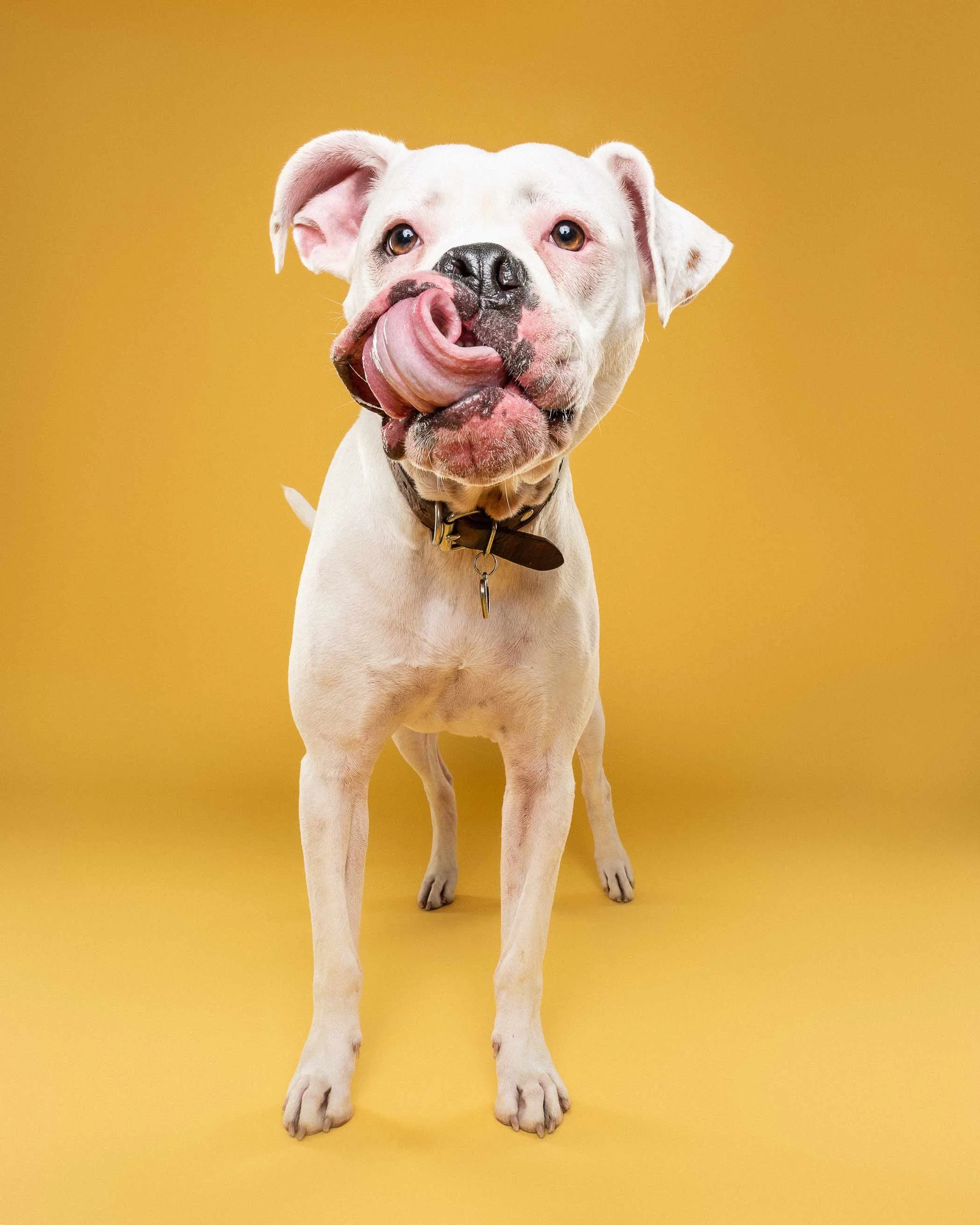 A white dog with floppy ears, licking its nose, standing against a yellow background.