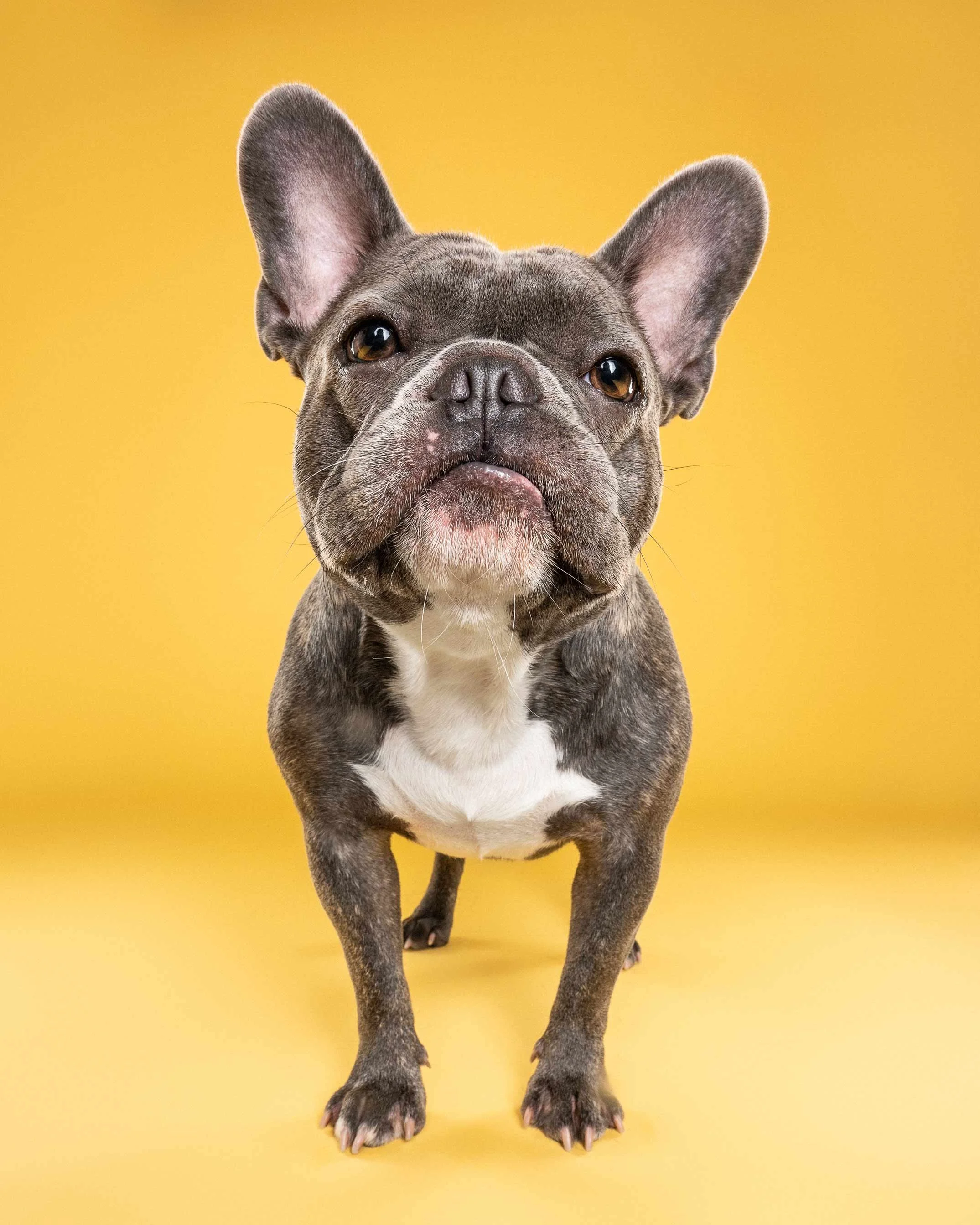 A gray and white French Bulldog puppy standing on a yellow background, facing forward.