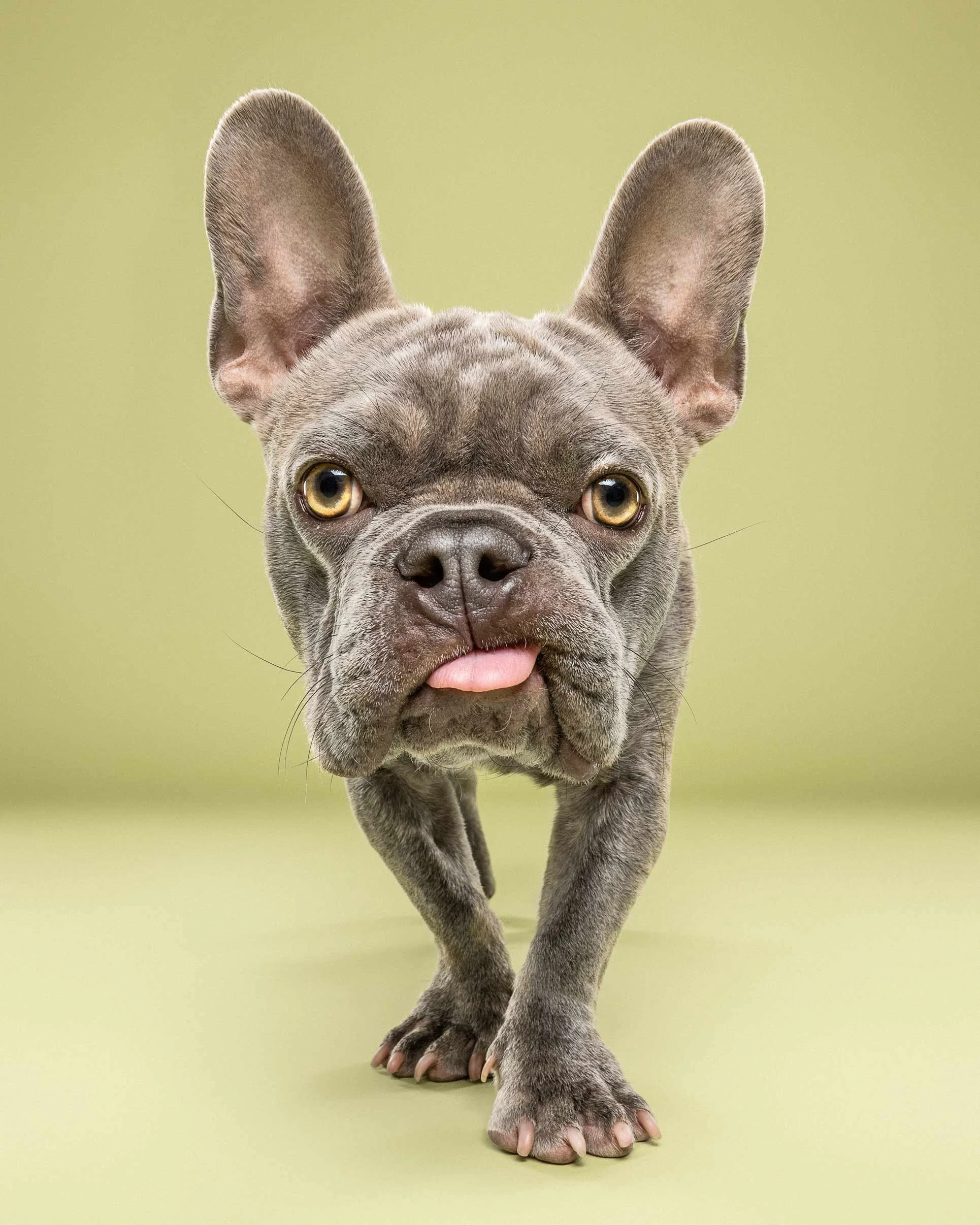 Close-up of a French Bulldog walking on a green surface with a plain green background.